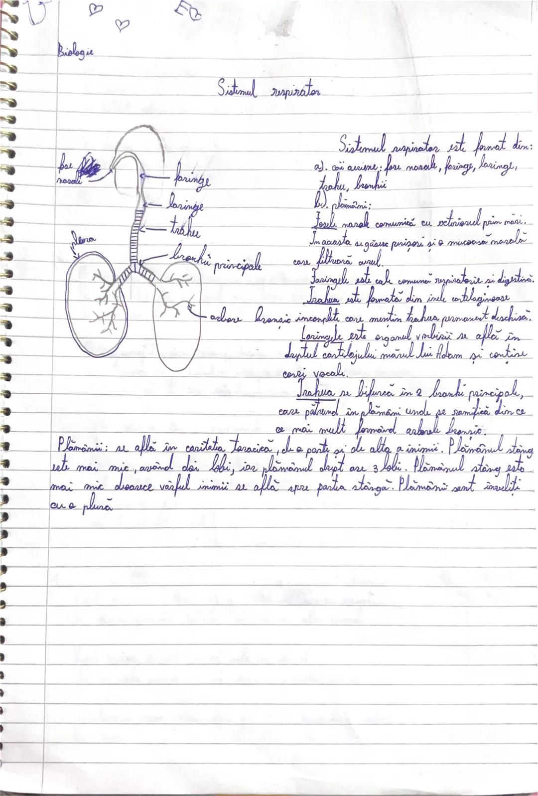 sistemul respirator