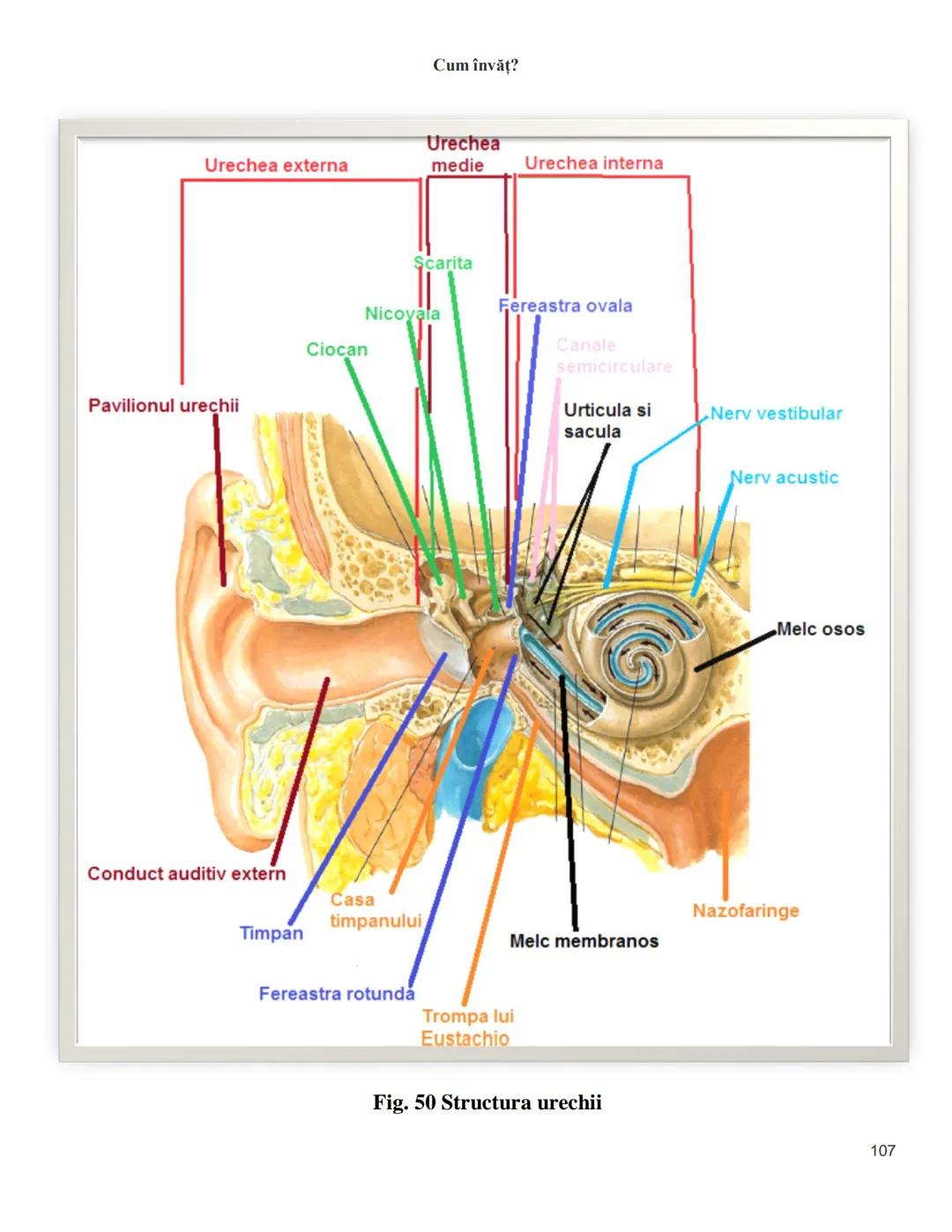 NOTITE ADMITETRE
MEDICINĂ
după Corint
2020
Vol. II
SISTEMUL NERVOS,
ANALIZATORII
Cum
invat?
Cum învăț? Cum
vat?
Cum învăţ?
YouTube
YouTube h