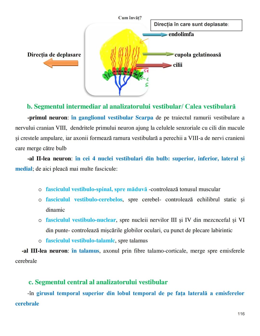 NOTITE ADMITETRE
MEDICINĂ
după Corint
2020
Vol. II
SISTEMUL NERVOS,
ANALIZATORII
Cum
invat?
Cum învăț? Cum
vat?
Cum învăţ?
YouTube
YouTube h