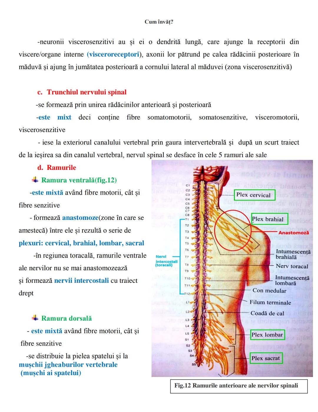 NOTITE ADMITETRE
MEDICINĂ
după Corint
2020
Vol. II
SISTEMUL NERVOS,
ANALIZATORII
Cum
invat?
Cum învăț? Cum
vat?
Cum învăţ?
YouTube
YouTube h