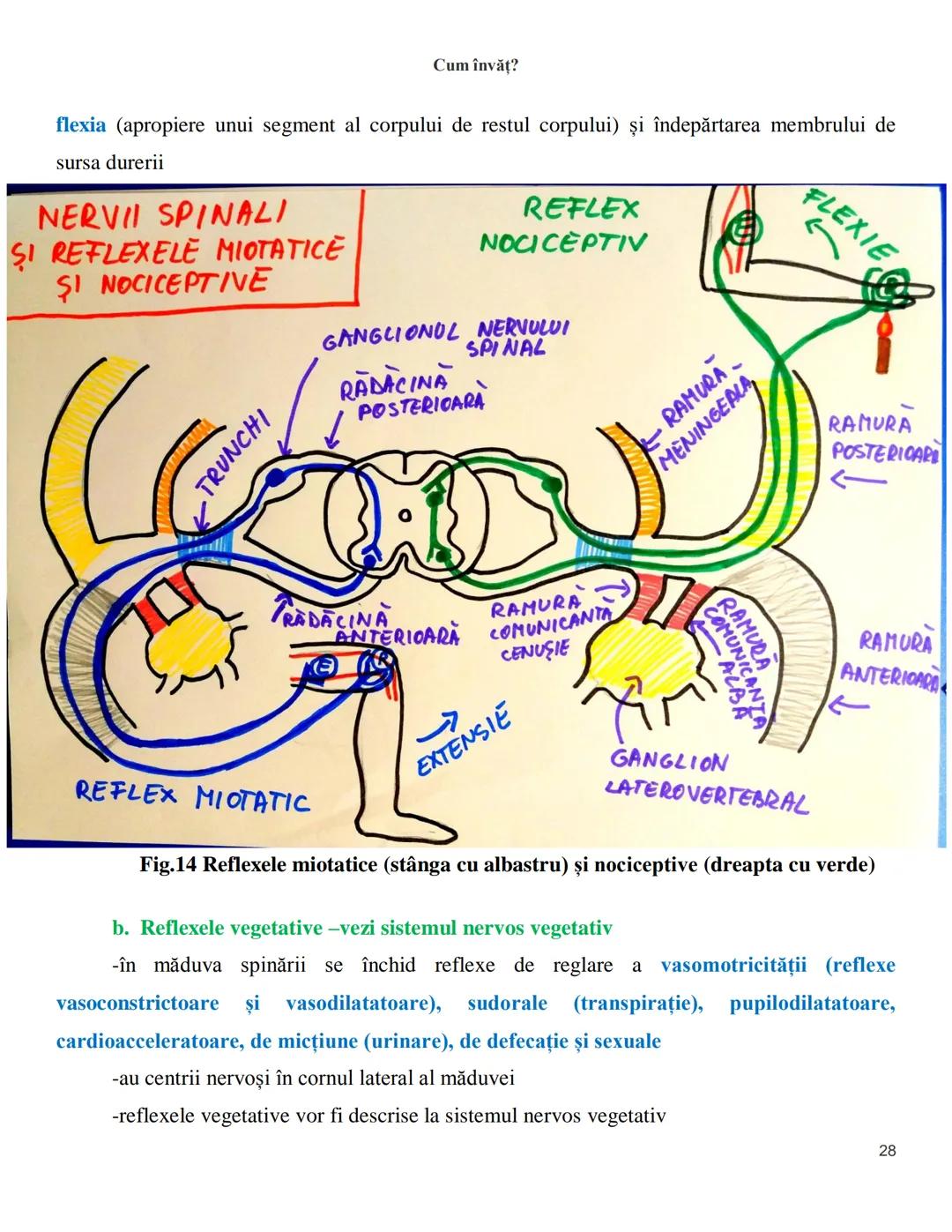 NOTITE ADMITETRE
MEDICINĂ
după Corint
2020
Vol. II
SISTEMUL NERVOS,
ANALIZATORII
Cum
invat?
Cum învăț? Cum
vat?
Cum învăţ?
YouTube
YouTube h