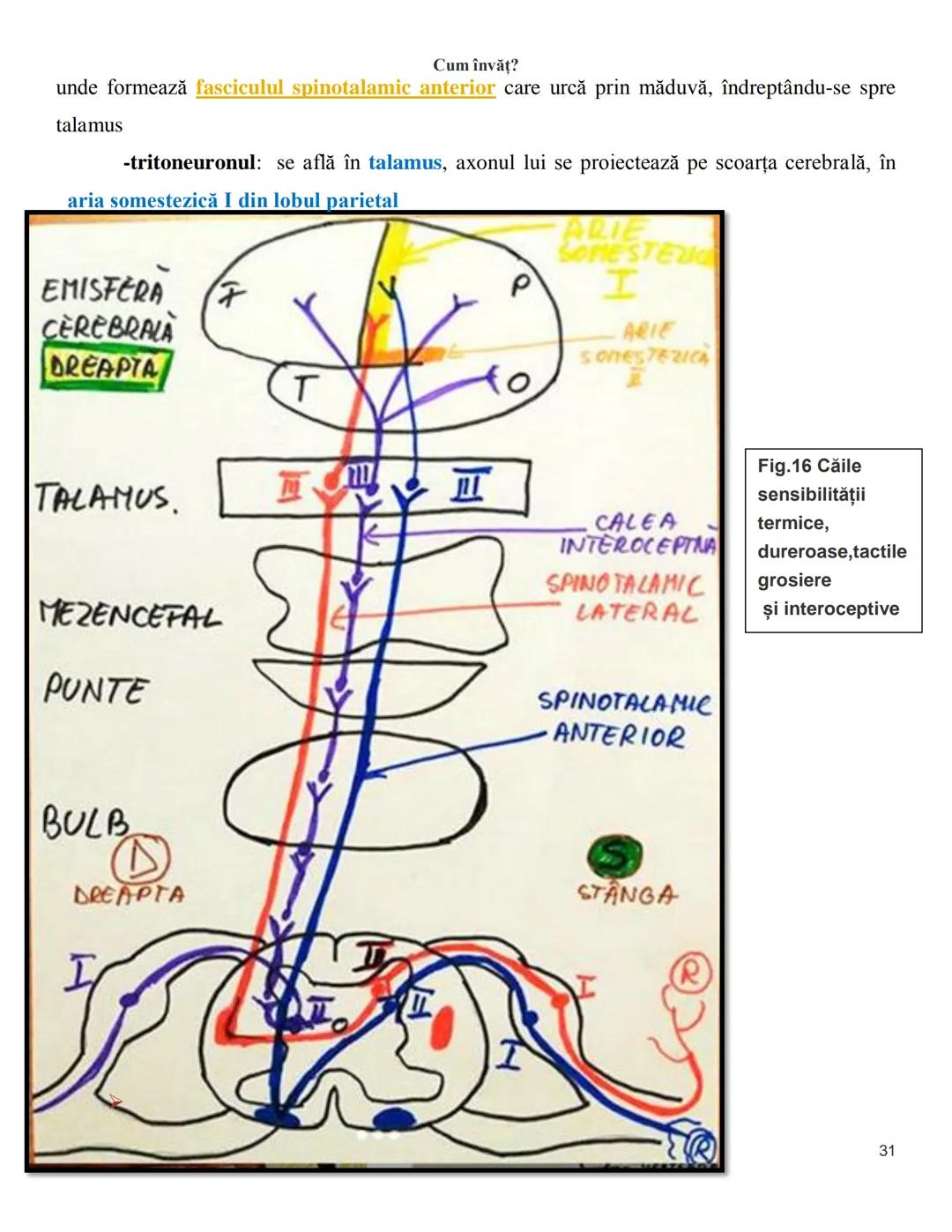 NOTITE ADMITETRE
MEDICINĂ
după Corint
2020
Vol. II
SISTEMUL NERVOS,
ANALIZATORII
Cum
invat?
Cum învăț? Cum
vat?
Cum învăţ?
YouTube
YouTube h