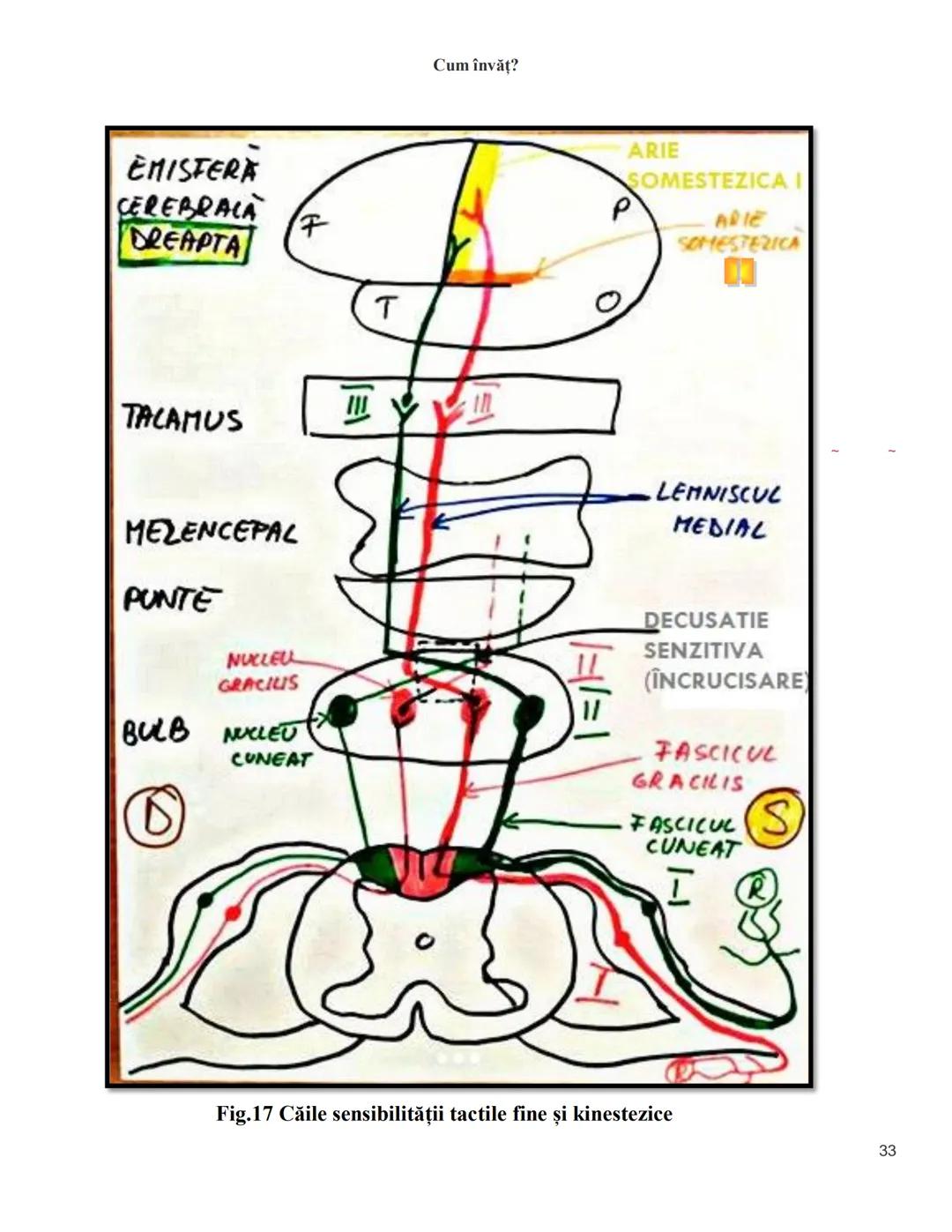 NOTITE ADMITETRE
MEDICINĂ
după Corint
2020
Vol. II
SISTEMUL NERVOS,
ANALIZATORII
Cum
invat?
Cum învăț? Cum
vat?
Cum învăţ?
YouTube
YouTube h