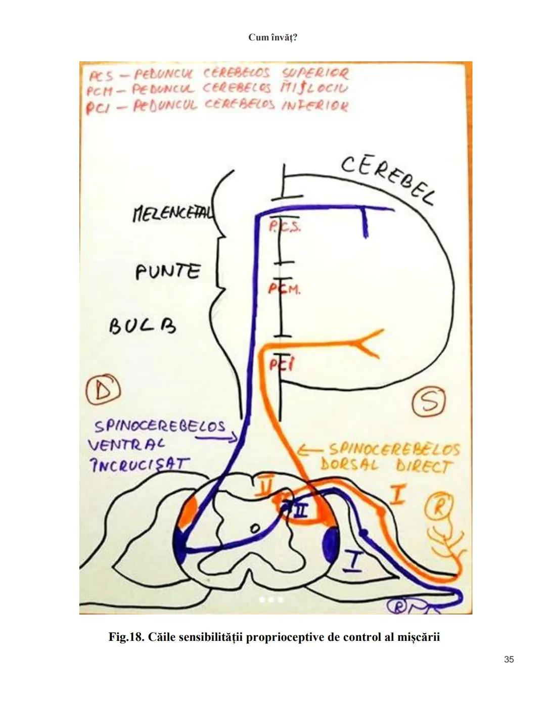 NOTITE ADMITETRE
MEDICINĂ
după Corint
2020
Vol. II
SISTEMUL NERVOS,
ANALIZATORII
Cum
invat?
Cum învăț? Cum
vat?
Cum învăţ?
YouTube
YouTube h