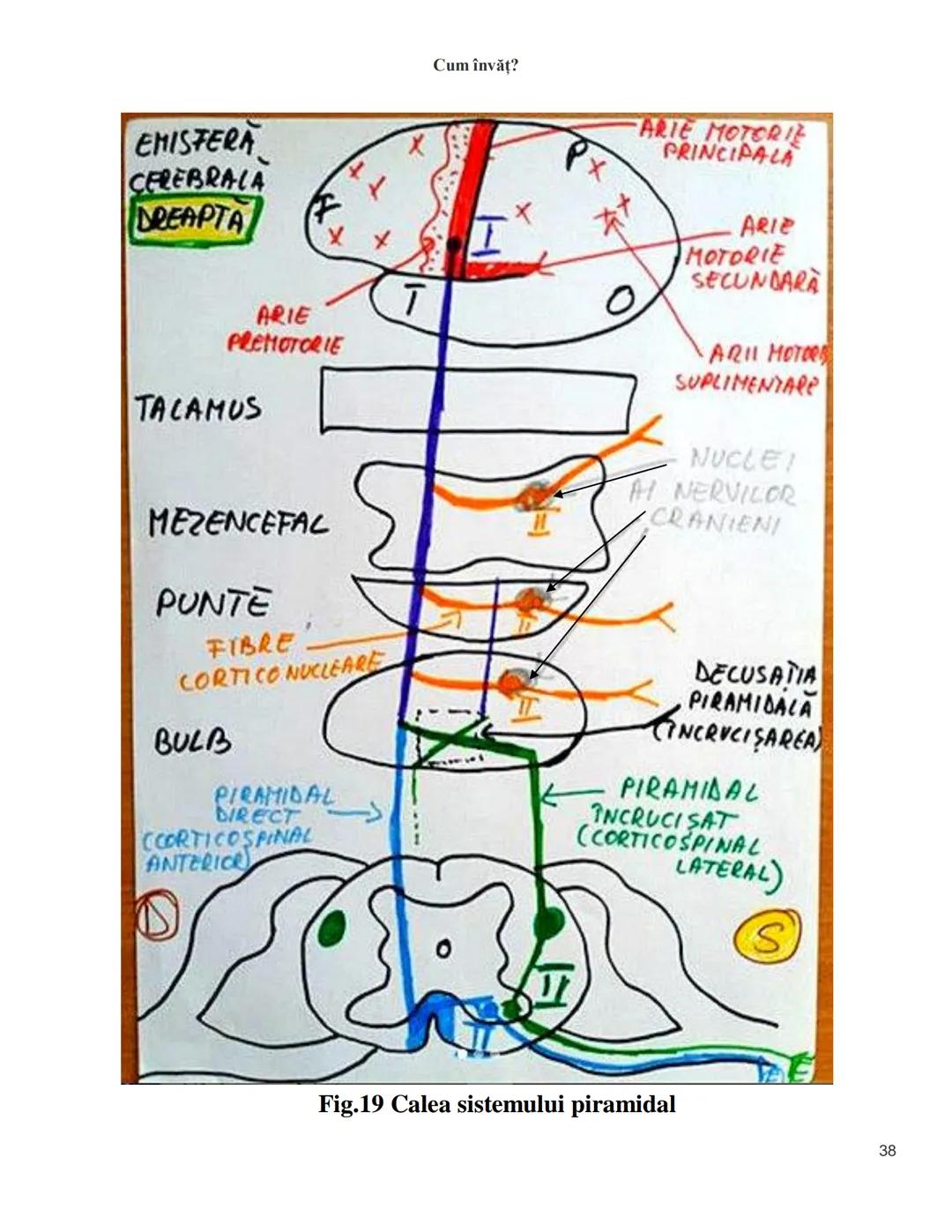 NOTITE ADMITETRE
MEDICINĂ
după Corint
2020
Vol. II
SISTEMUL NERVOS,
ANALIZATORII
Cum
invat?
Cum învăț? Cum
vat?
Cum învăţ?
YouTube
YouTube h