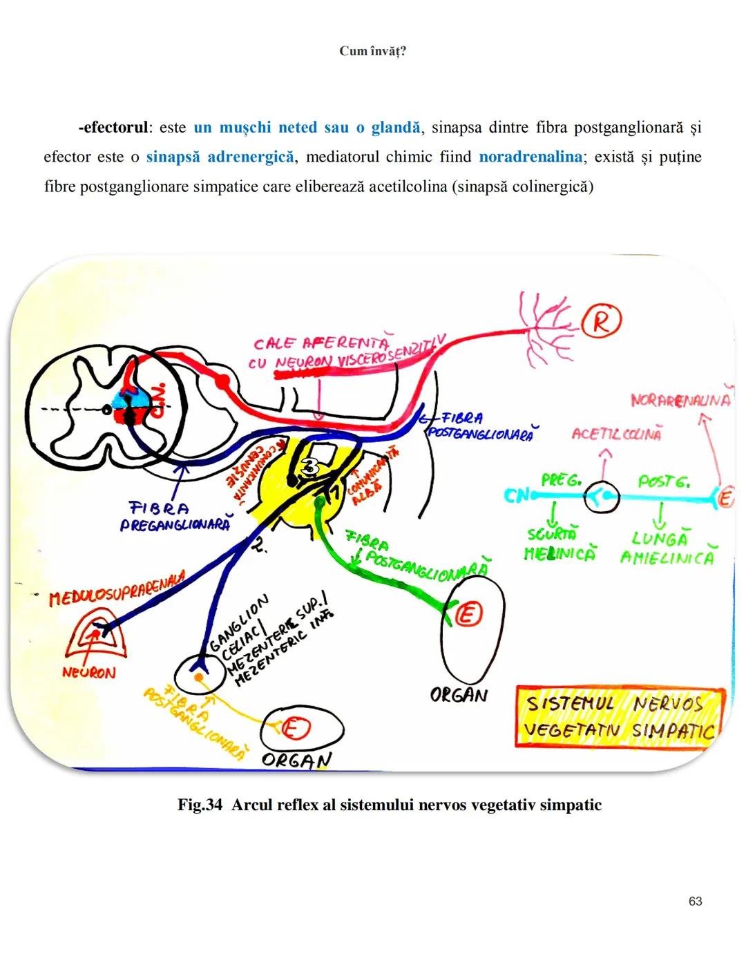 NOTITE ADMITETRE
MEDICINĂ
după Corint
2020
Vol. II
SISTEMUL NERVOS,
ANALIZATORII
Cum
invat?
Cum învăț? Cum
vat?
Cum învăţ?
YouTube
YouTube h
