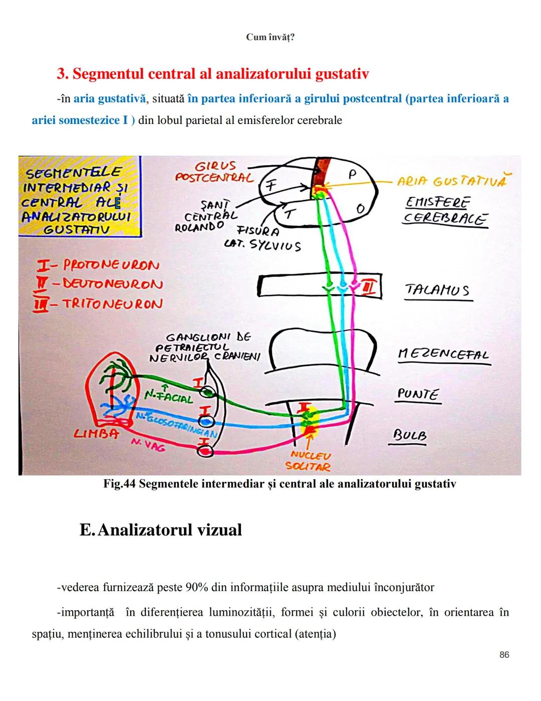 NOTITE ADMITETRE
MEDICINĂ
după Corint
2020
Vol. II
SISTEMUL NERVOS,
ANALIZATORII
Cum
invat?
Cum învăț? Cum
vat?
Cum învăţ?
YouTube
YouTube h