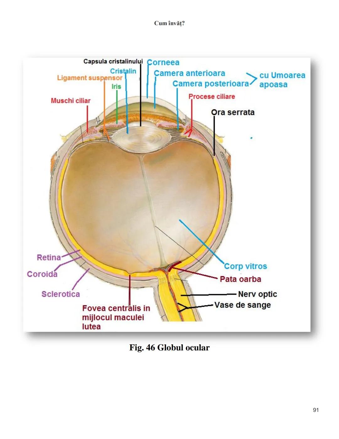 NOTITE ADMITETRE
MEDICINĂ
după Corint
2020
Vol. II
SISTEMUL NERVOS,
ANALIZATORII
Cum
invat?
Cum învăț? Cum
vat?
Cum învăţ?
YouTube
YouTube h