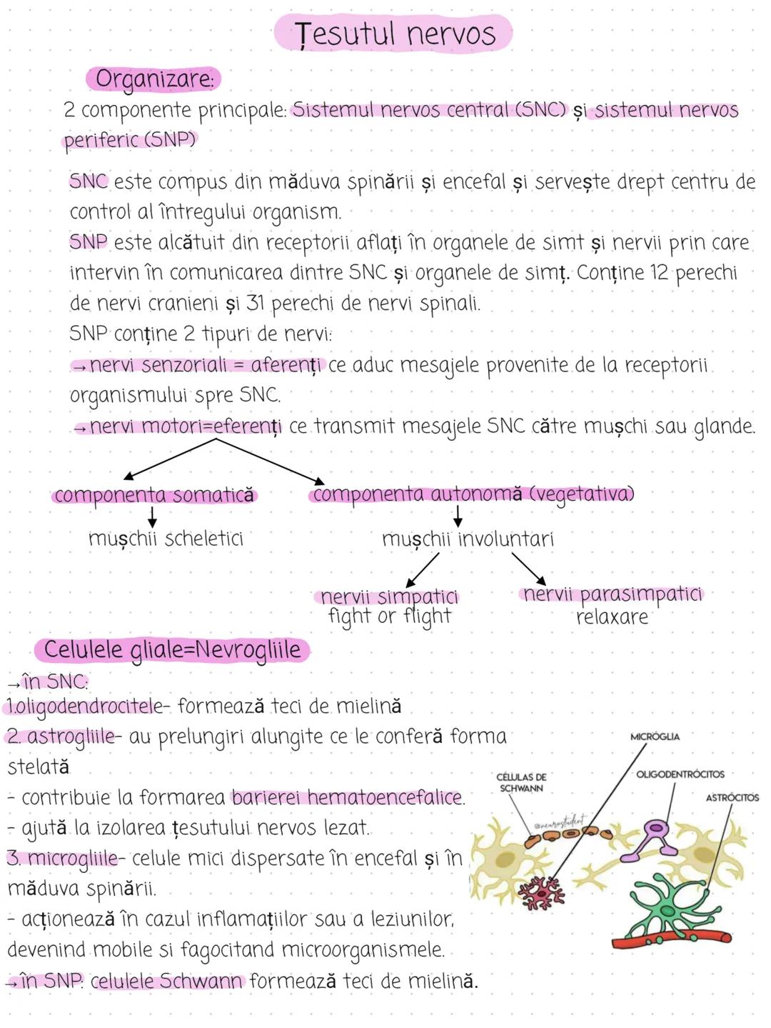 --- OCR Start ---
Organizare:
Tesutul nervos
2 componente principale: Sistemul nervos central (SNC) și sistemul nervos
periferic (SNP)
SNC e