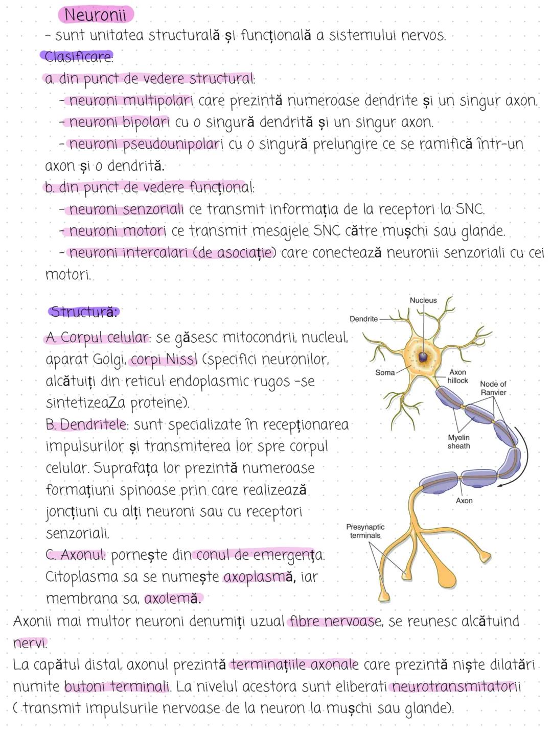 --- OCR Start ---
Organizare:
Tesutul nervos
2 componente principale: Sistemul nervos central (SNC) și sistemul nervos
periferic (SNP)
SNC e