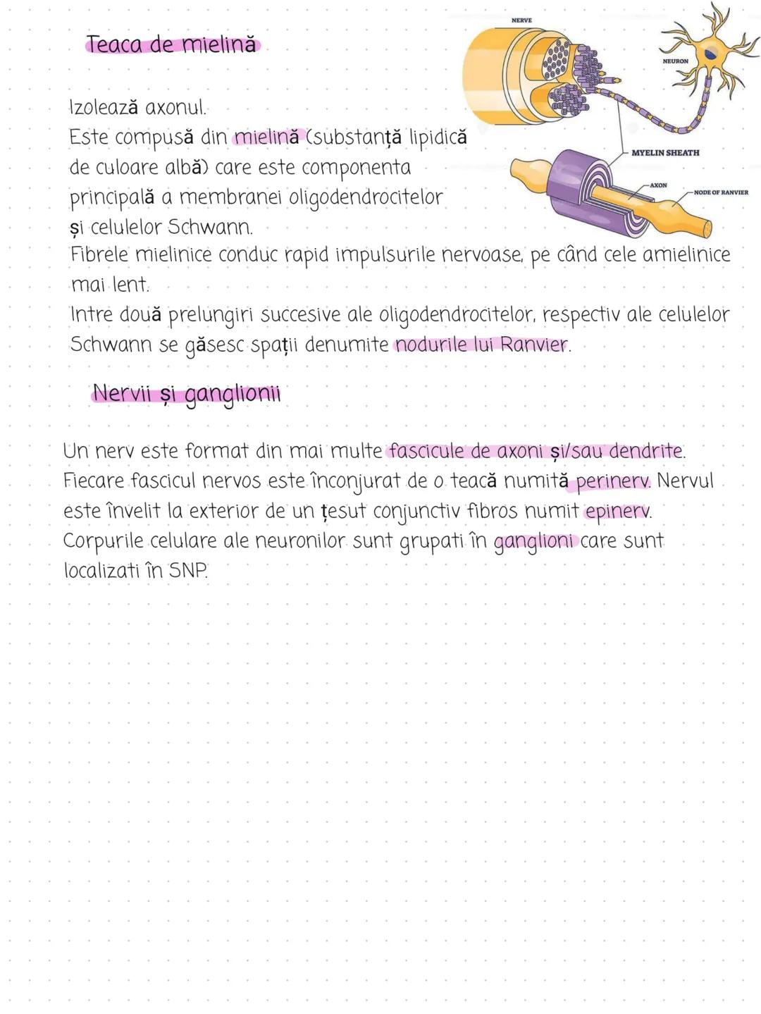 --- OCR Start ---
Organizare:
Tesutul nervos
2 componente principale: Sistemul nervos central (SNC) și sistemul nervos
periferic (SNP)
SNC e
