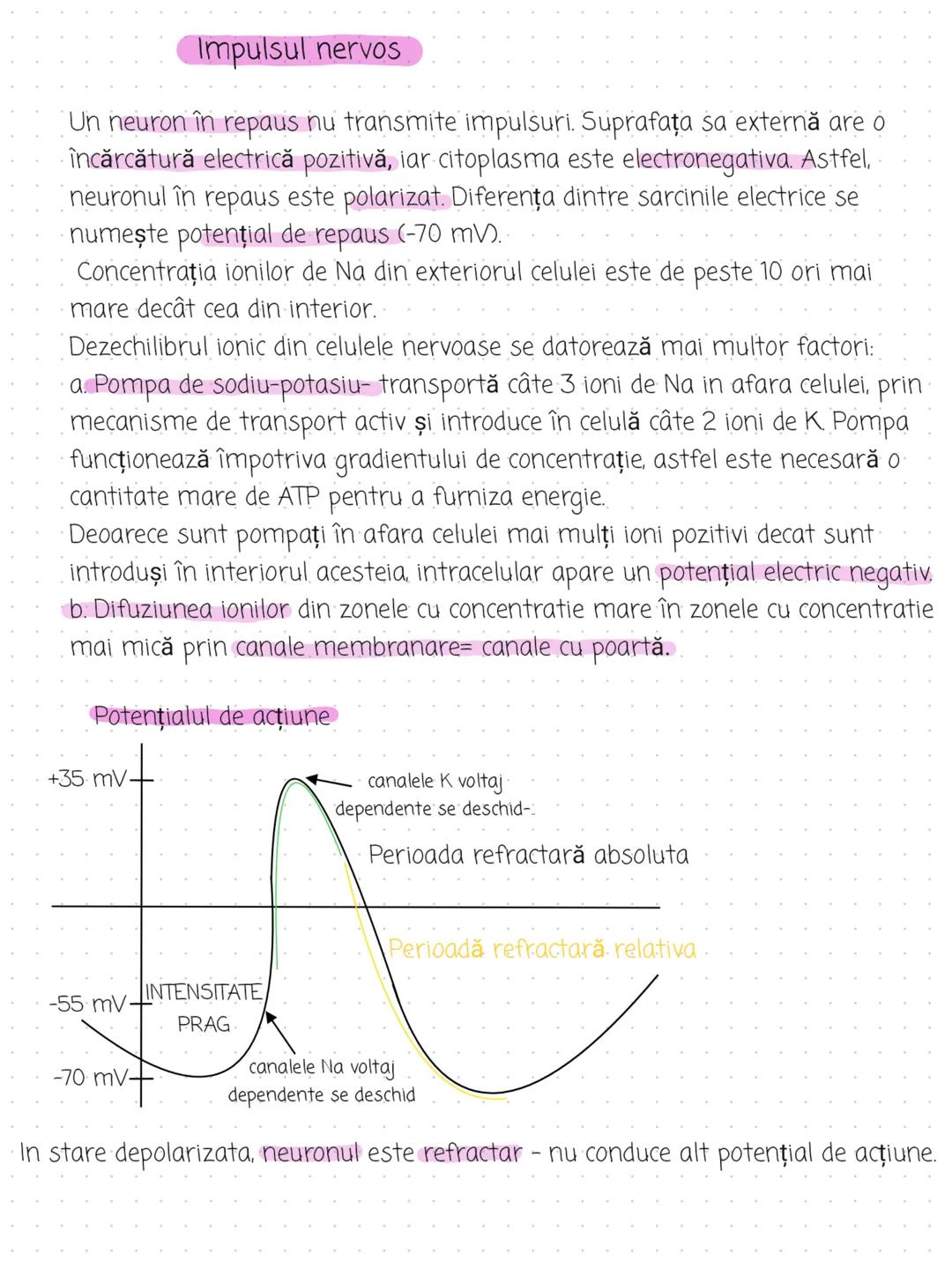 --- OCR Start ---
Organizare:
Tesutul nervos
2 componente principale: Sistemul nervos central (SNC) și sistemul nervos
periferic (SNP)
SNC e