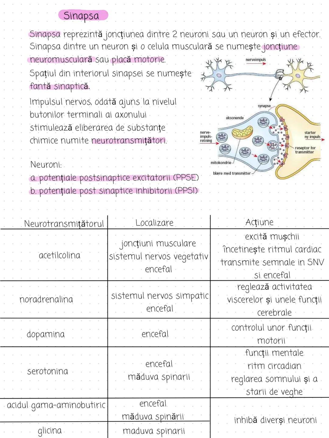 --- OCR Start ---
Organizare:
Tesutul nervos
2 componente principale: Sistemul nervos central (SNC) și sistemul nervos
periferic (SNP)
SNC e