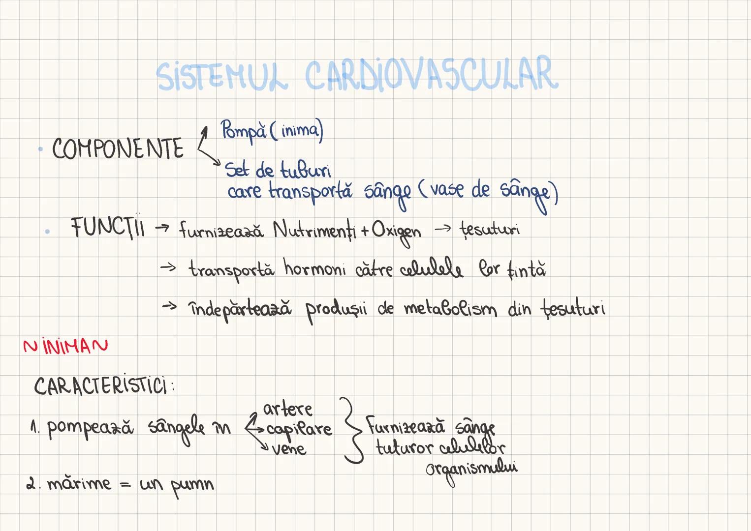 3. organ cavitar
4. are formă conică
5. cântăreşte < 500g
N LOCALIZAREN
1. în torace, în MEDIASTIN
2. între all-a şi av-a coastă
3. ANTERIOR