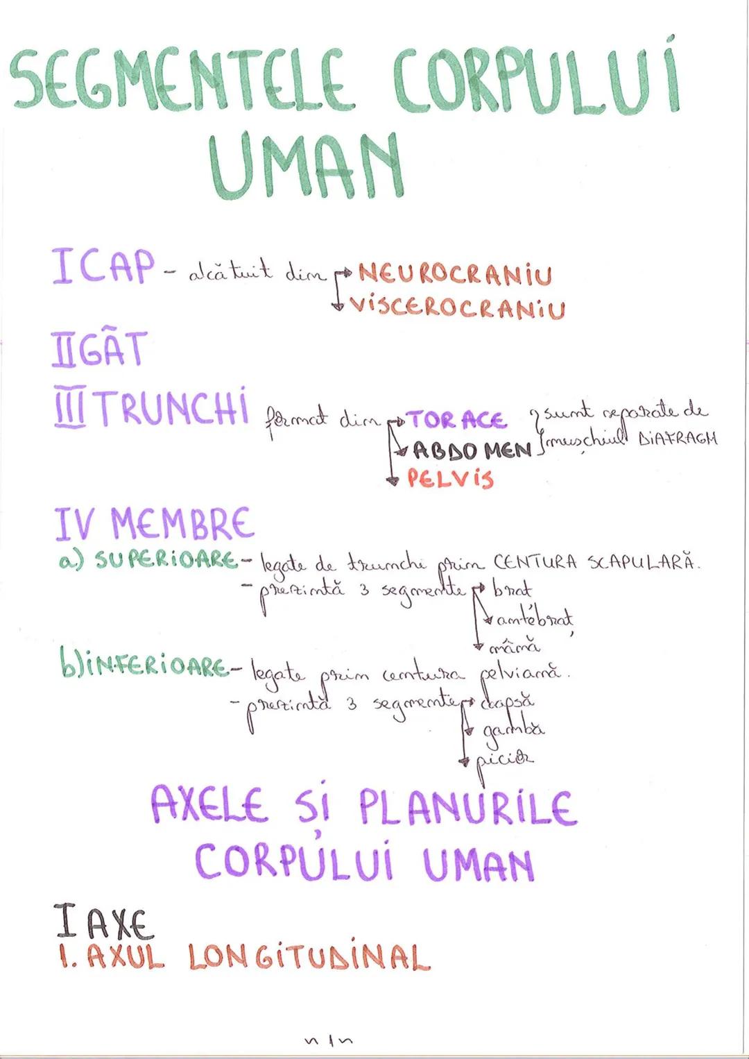 # SEGMENTELE CORPULUI
# UMAN
I CAP - alcătuit din → NEUROCRANIU
→ VISCEROCRANIU
II GÂT
III TRUNCHI format din → TORACE sunt separate de
→ AB