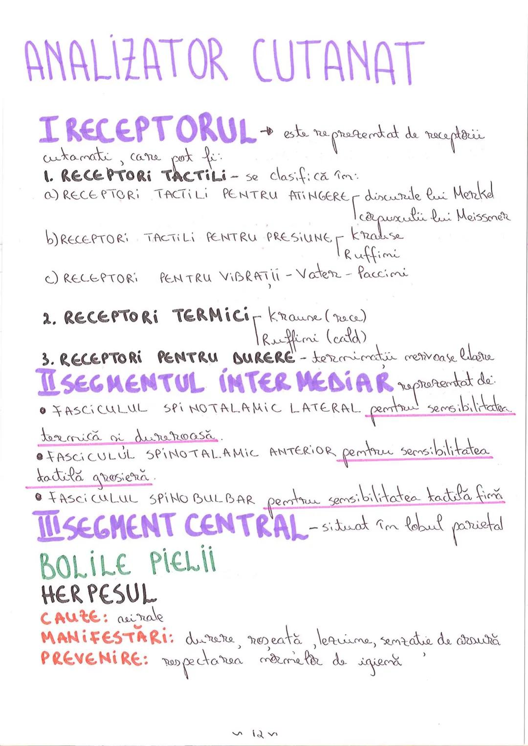 # SEGMENTELE CORPULUI
# UMAN
I CAP - alcătuit din → NEUROCRANIU
→ VISCEROCRANIU
II GÂT
III TRUNCHI format din → TORACE sunt separate de
→ AB