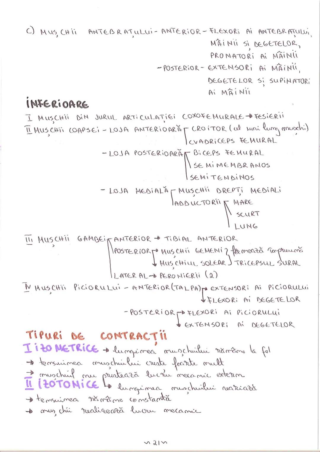 # SEGMENTELE CORPULUI
# UMAN
I CAP - alcătuit din → NEUROCRANIU
→ VISCEROCRANIU
II GÂT
III TRUNCHI format din → TORACE sunt separate de
→ AB