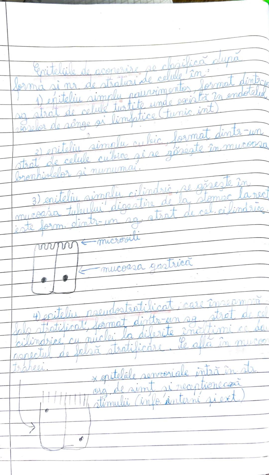 5) Țesuturile animale
Sunt grupări de celule identice care
îndeplinesc aceeași f. sau grup de f. în organism
Țesuturile animale sunt 4 tipur