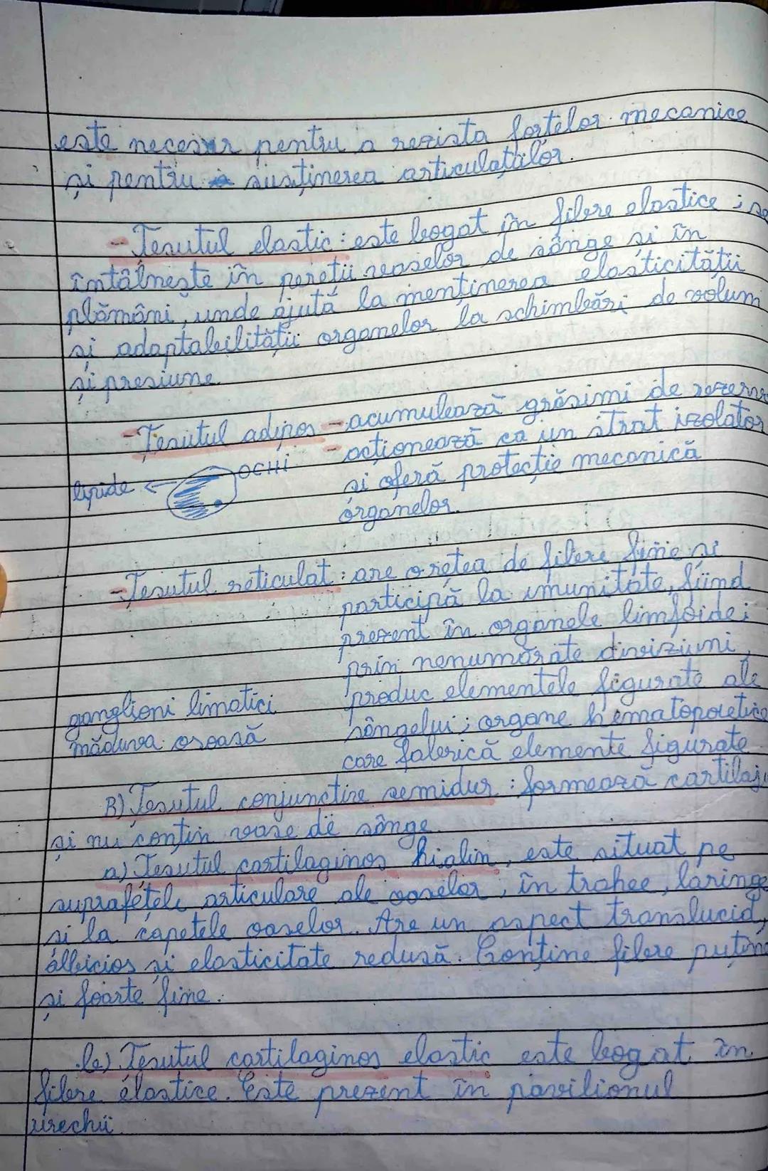 5) Țesuturile animale
Sunt grupări de celule identice care
îndeplinesc aceeași f. sau grup de f. în organism
Țesuturile animale sunt 4 tipur