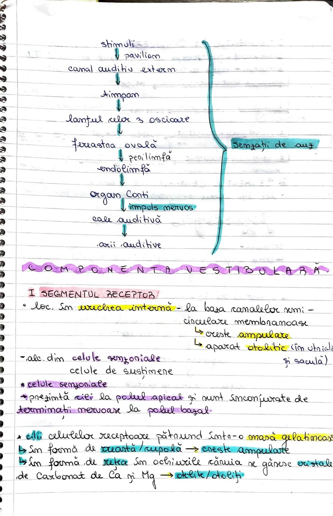 # ANALIZATORII
- sunt structuri specializate în recepţionarea, conducerea ni
integrarea specifică a unor stimulis din mediul internlextorn