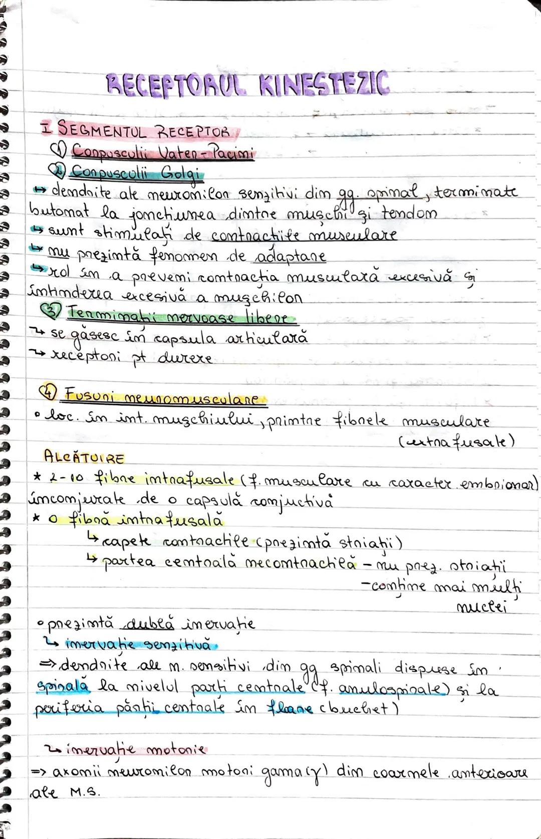# ANALIZATORII
- sunt structuri specializate în recepţionarea, conducerea ni
integrarea specifică a unor stimulis din mediul internlextorn