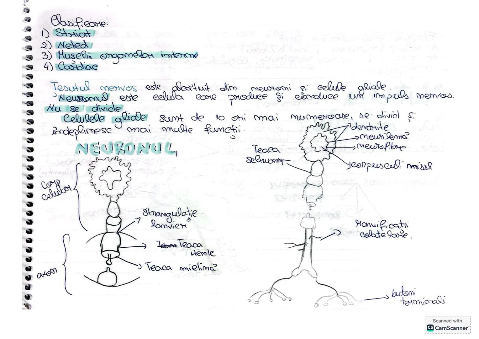 --- OCR Start ---
-
Tesutiunile vegetale
10.9.2024
-)
Tesutul este o grupare de celwe care au aceasi forma, structura şi
indeplimese aceaşi