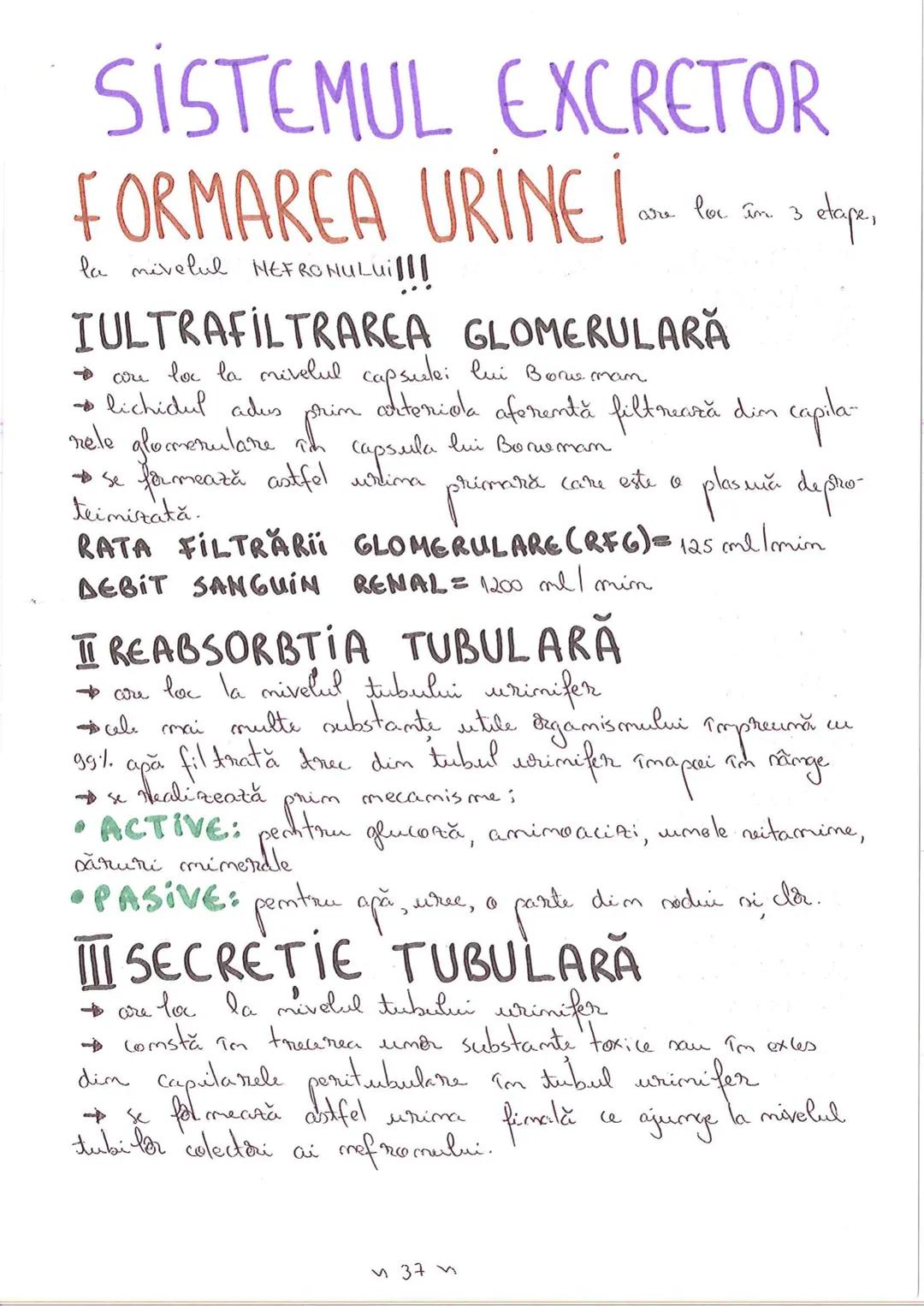 # SEGMENTELE CORPULUI
# UMAN
I CAP - alcătuit din → NEUROCRANIU
                         → VISCEROCRANIU
II GÂT
III TRUNCHI format din → TOR