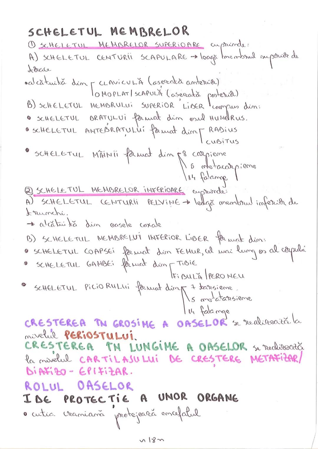 # SEGMENTELE CORPULUI
# UMAN
I CAP - alcătuit din → NEUROCRANIU
                         → VISCEROCRANIU
II GÂT
III TRUNCHI format din → TOR