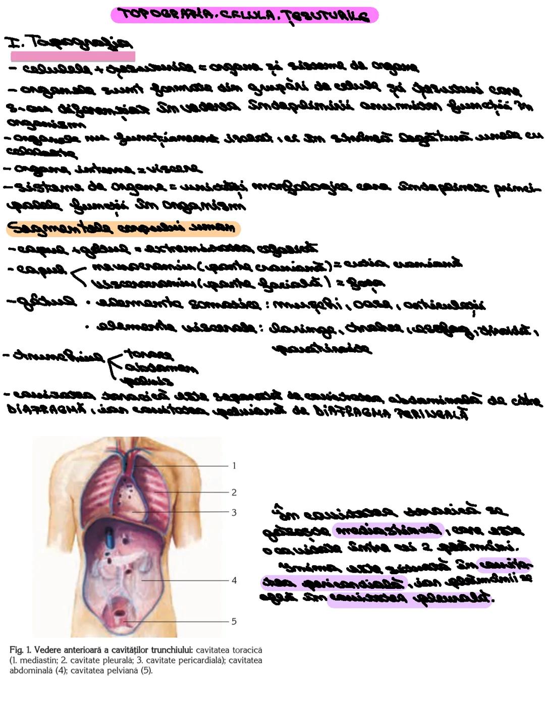 Topografia.Celula.Tesuturile