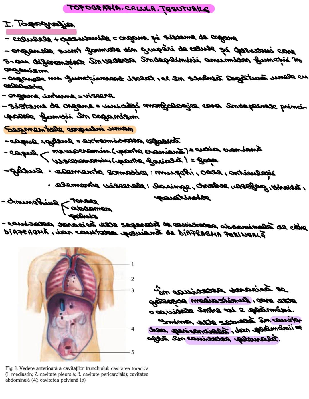 --- OCR Start ---
TOPOGRARIA.CELULA. TESUTURILS
I. Tapografia
- celulele + gesuturile = organe zui sisteme de ongame
- organele sunt formate