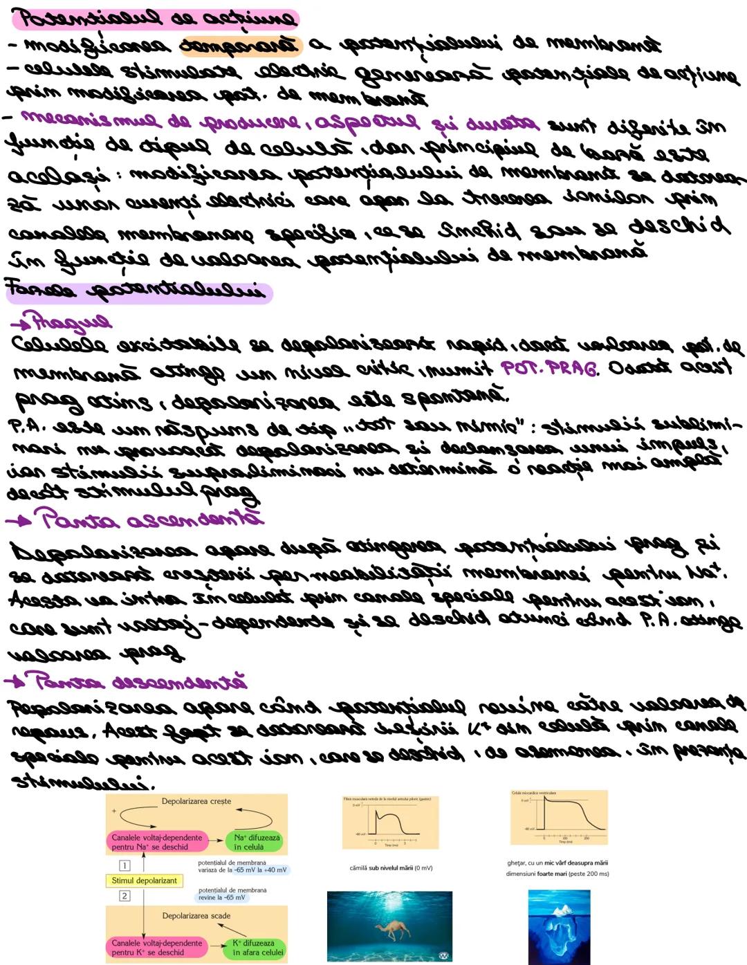 --- OCR Start ---
TOPOGRARIA.CELULA. TESUTURILS
I. Tapografia
- celulele + gesuturile = organe zui sisteme de ongame
- organele sunt formate