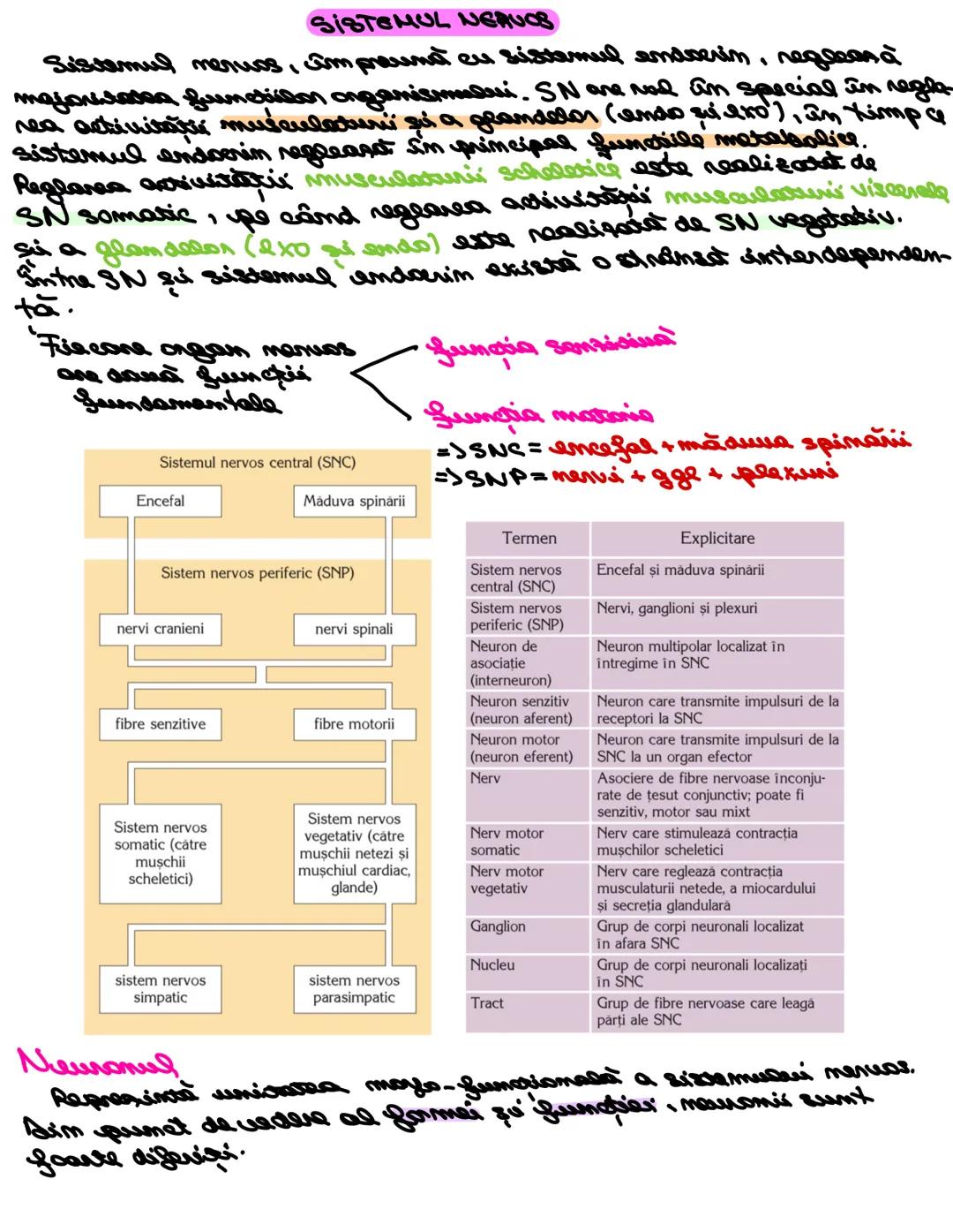 # SISTEMUL NERUOS
Sistemul nervos, împreuna cu sistemul endocrin, reglează
majoritatea funcţiilor organismului. SN are rol în special în reg