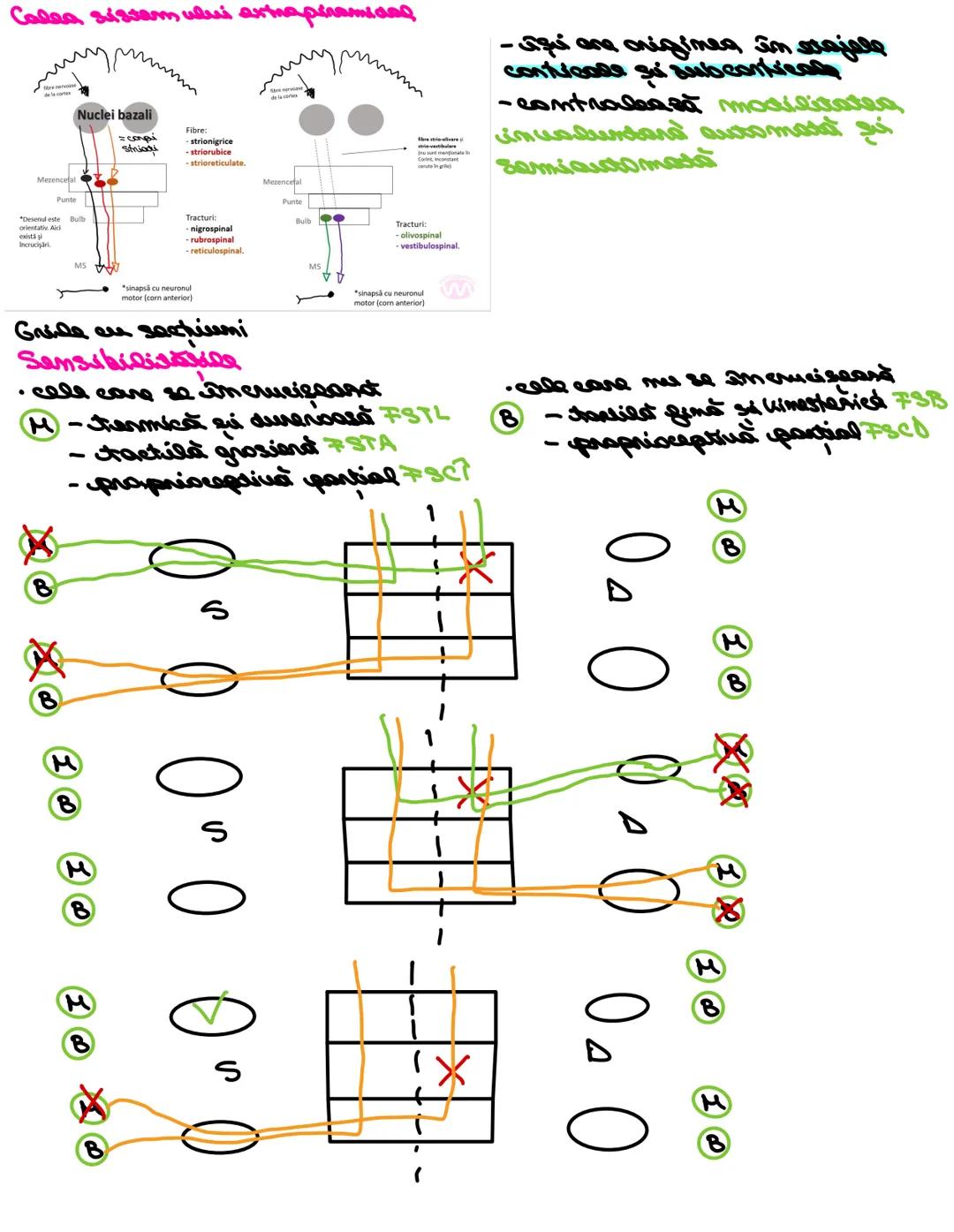# SISTEMUL NERUOS
Sistemul nervos, împreuna cu sistemul endocrin, reglează
majoritatea funcţiilor organismului. SN are rol în special în reg