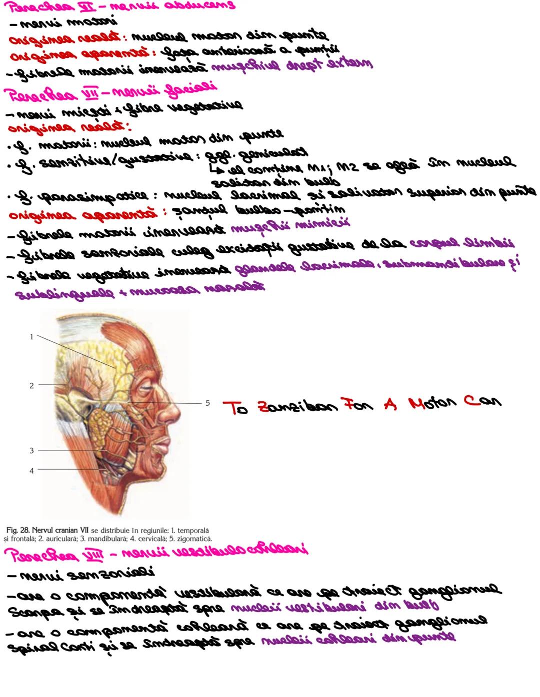 # SISTEMUL NERUOS
Sistemul nervos, împreuna cu sistemul endocrin, reglează
majoritatea funcţiilor organismului. SN are rol în special în reg