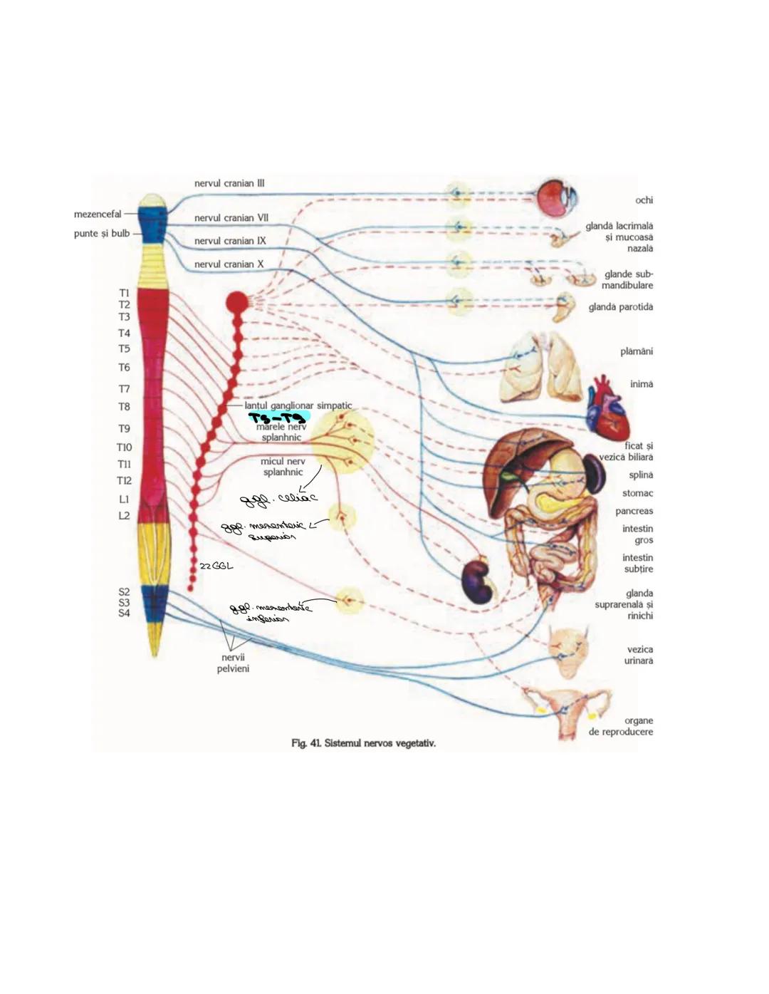 # SISTEMUL NERUOS
Sistemul nervos, împreuna cu sistemul endocrin, reglează
majoritatea funcţiilor organismului. SN are rol în special în reg