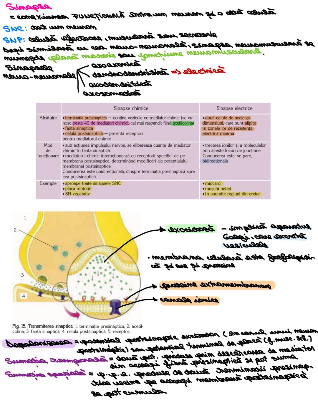 # SISTEMUL NERUOS
Sistemul nervos, împreuna cu sistemul endocrin, reglează
majoritatea funcţiilor organismului. SN are rol în special în reg