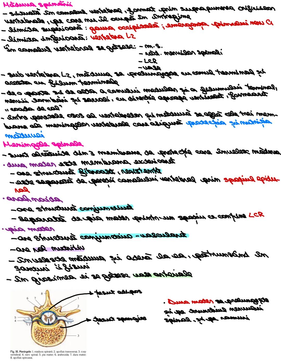 # SISTEMUL NERUOS
Sistemul nervos, împreuna cu sistemul endocrin, reglează
majoritatea funcţiilor organismului. SN are rol în special în reg