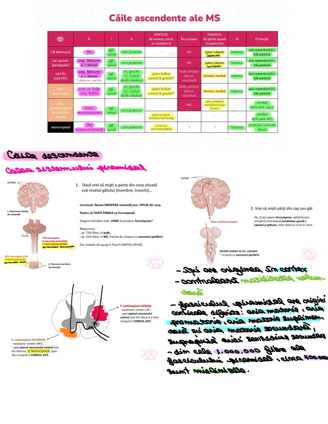 # SISTEMUL NERUOS
Sistemul nervos, împreuna cu sistemul endocrin, reglează
majoritatea funcţiilor organismului. SN are rol în special în reg