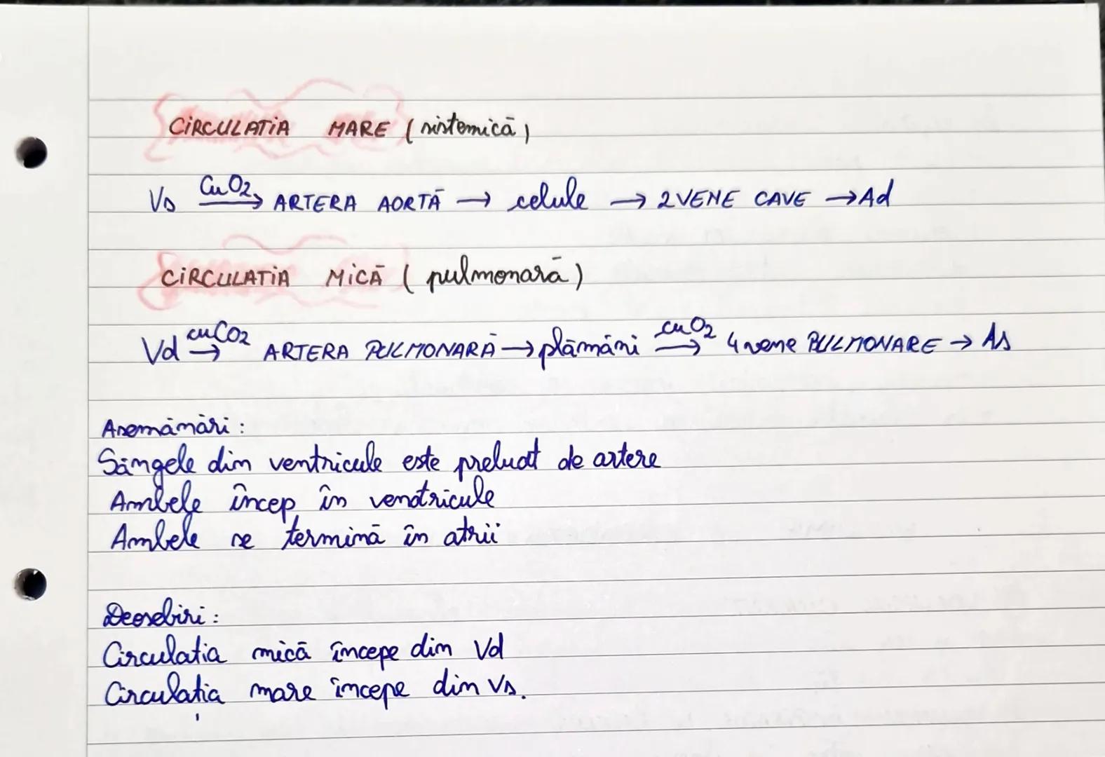 # 3 Cordul: vedere anterioară
Pericardul (margine de secțiune) la locul de
reflectare la nivelul vaselor mari
Nervul vag drept
Vena jugular