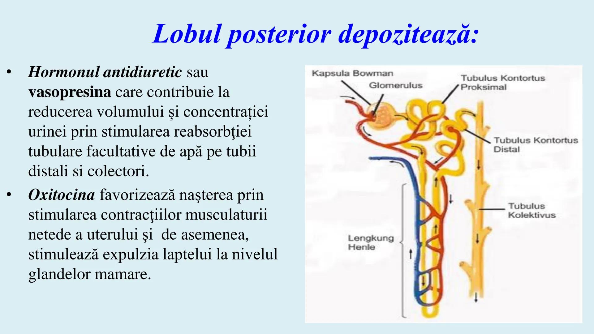 # BACALAUREAT
# ANATOMIE ŞI FIZIOLOGIE UMANĂ
# SISTEMUL ENDOCRIN •
Sistemul endocrin reprezintă
totalitatea glandelor endocrine
din corp.