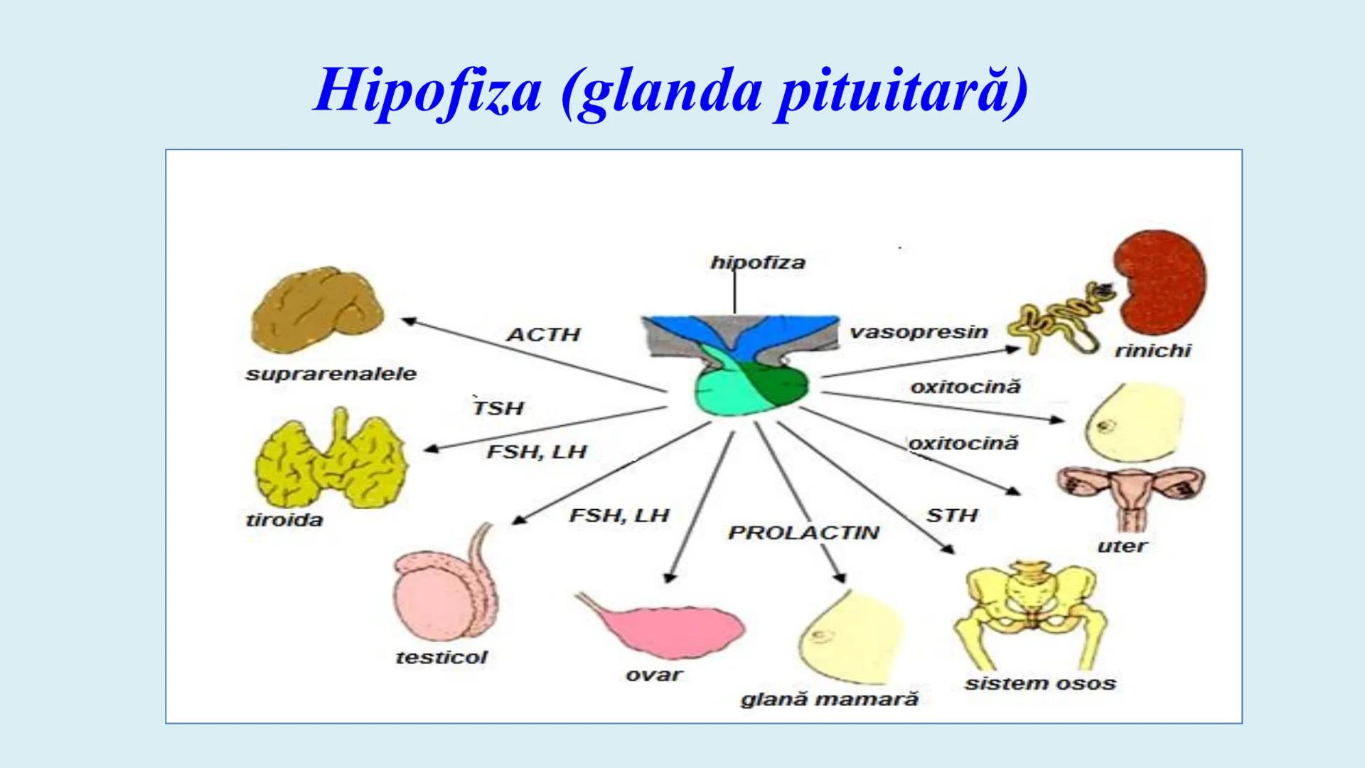 # BACALAUREAT
# ANATOMIE ŞI FIZIOLOGIE UMANĂ
# SISTEMUL ENDOCRIN •
Sistemul endocrin reprezintă
totalitatea glandelor endocrine
din corp.