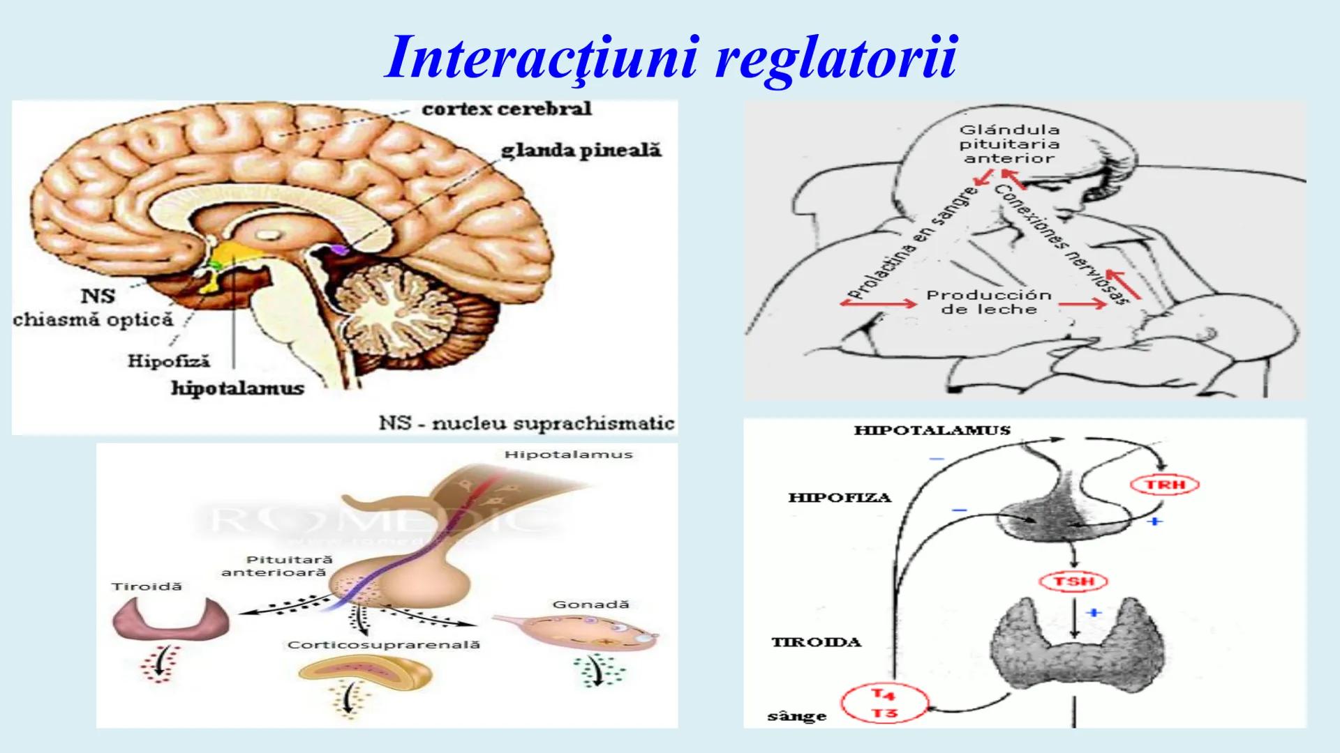 # BACALAUREAT
# ANATOMIE ŞI FIZIOLOGIE UMANĂ
# SISTEMUL ENDOCRIN •
Sistemul endocrin reprezintă
totalitatea glandelor endocrine
din corp.