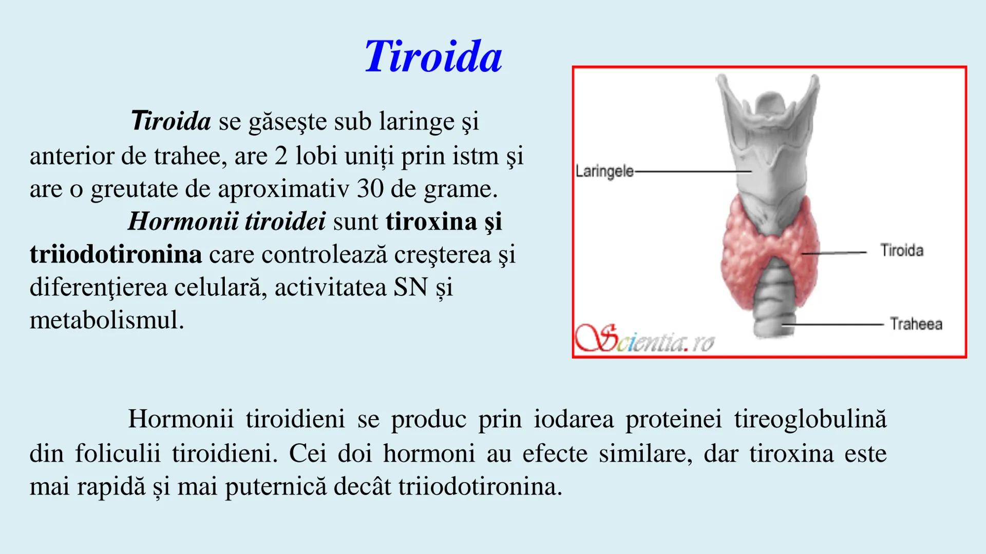 # BACALAUREAT
# ANATOMIE ŞI FIZIOLOGIE UMANĂ
# SISTEMUL ENDOCRIN •
Sistemul endocrin reprezintă
totalitatea glandelor endocrine
din corp.