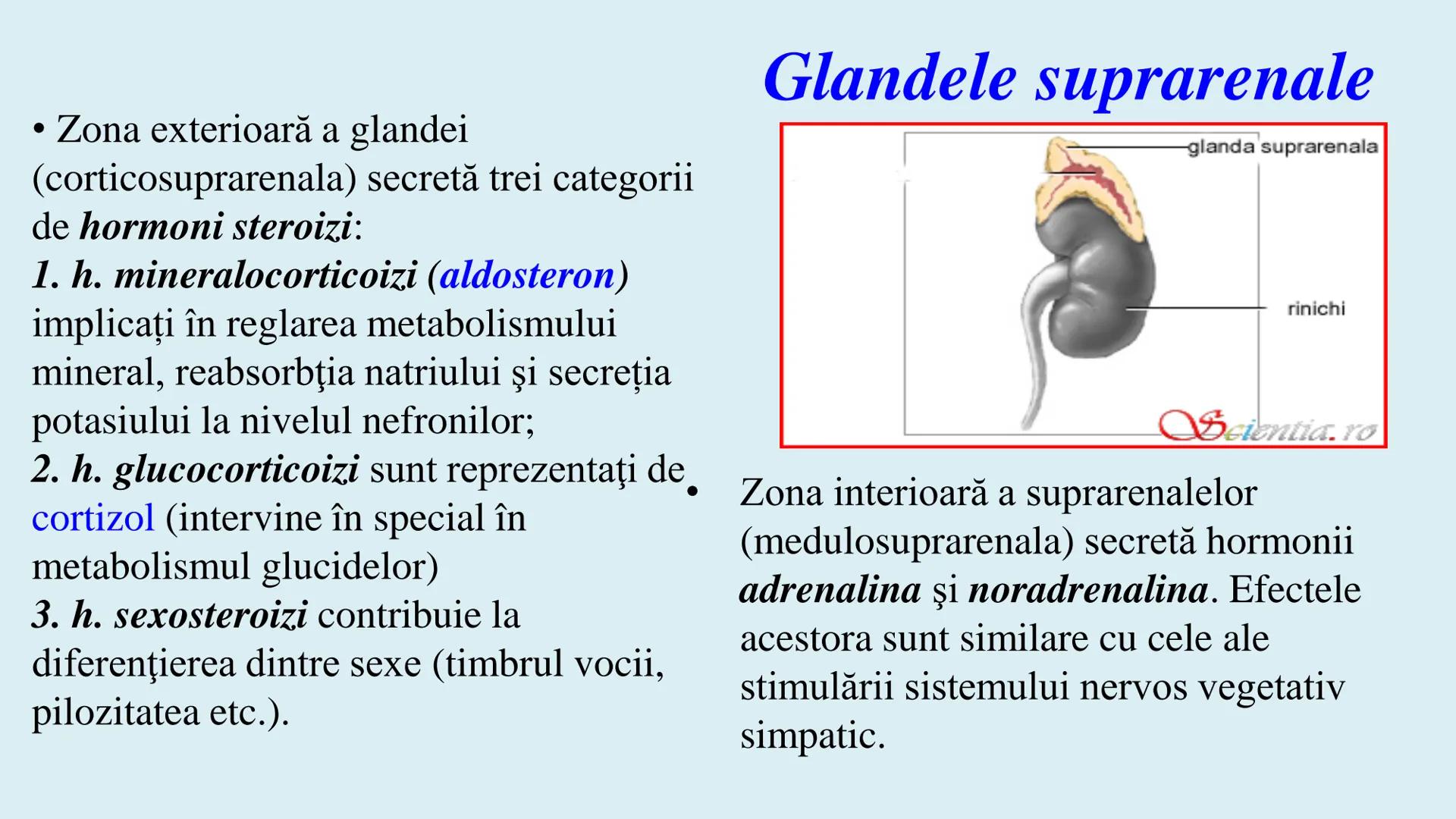 # BACALAUREAT
# ANATOMIE ŞI FIZIOLOGIE UMANĂ
# SISTEMUL ENDOCRIN •
Sistemul endocrin reprezintă
totalitatea glandelor endocrine
din corp.