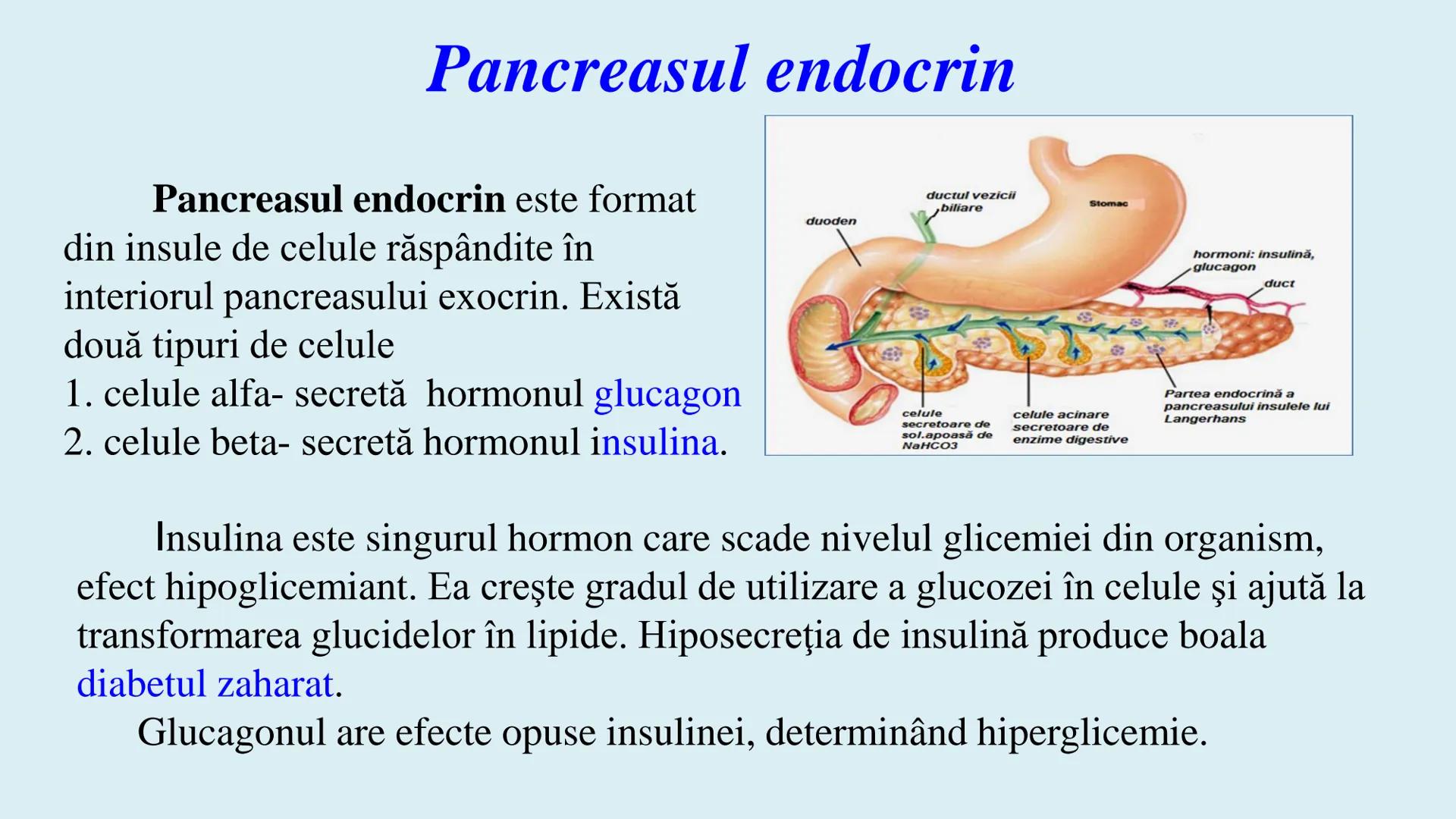 # BACALAUREAT
# ANATOMIE ŞI FIZIOLOGIE UMANĂ
# SISTEMUL ENDOCRIN •
Sistemul endocrin reprezintă
totalitatea glandelor endocrine
din corp.