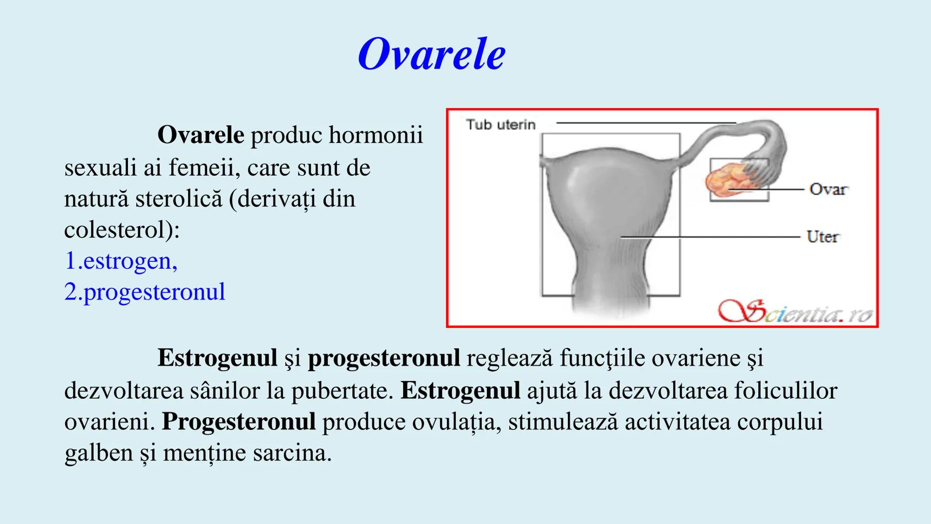 # BACALAUREAT
# ANATOMIE ŞI FIZIOLOGIE UMANĂ
# SISTEMUL ENDOCRIN •
Sistemul endocrin reprezintă
totalitatea glandelor endocrine
din corp.