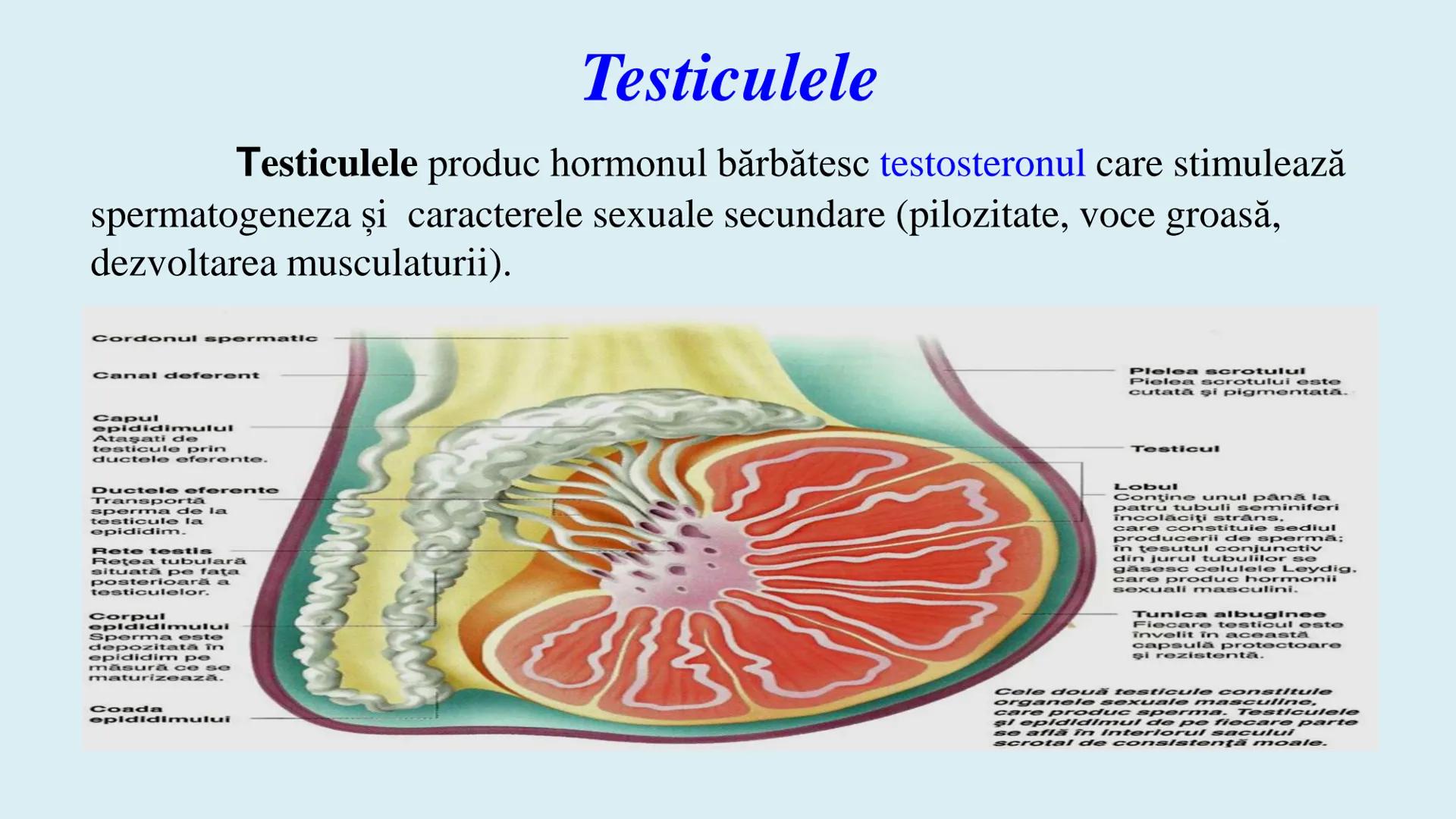 # BACALAUREAT
# ANATOMIE ŞI FIZIOLOGIE UMANĂ
# SISTEMUL ENDOCRIN •
Sistemul endocrin reprezintă
totalitatea glandelor endocrine
din corp.