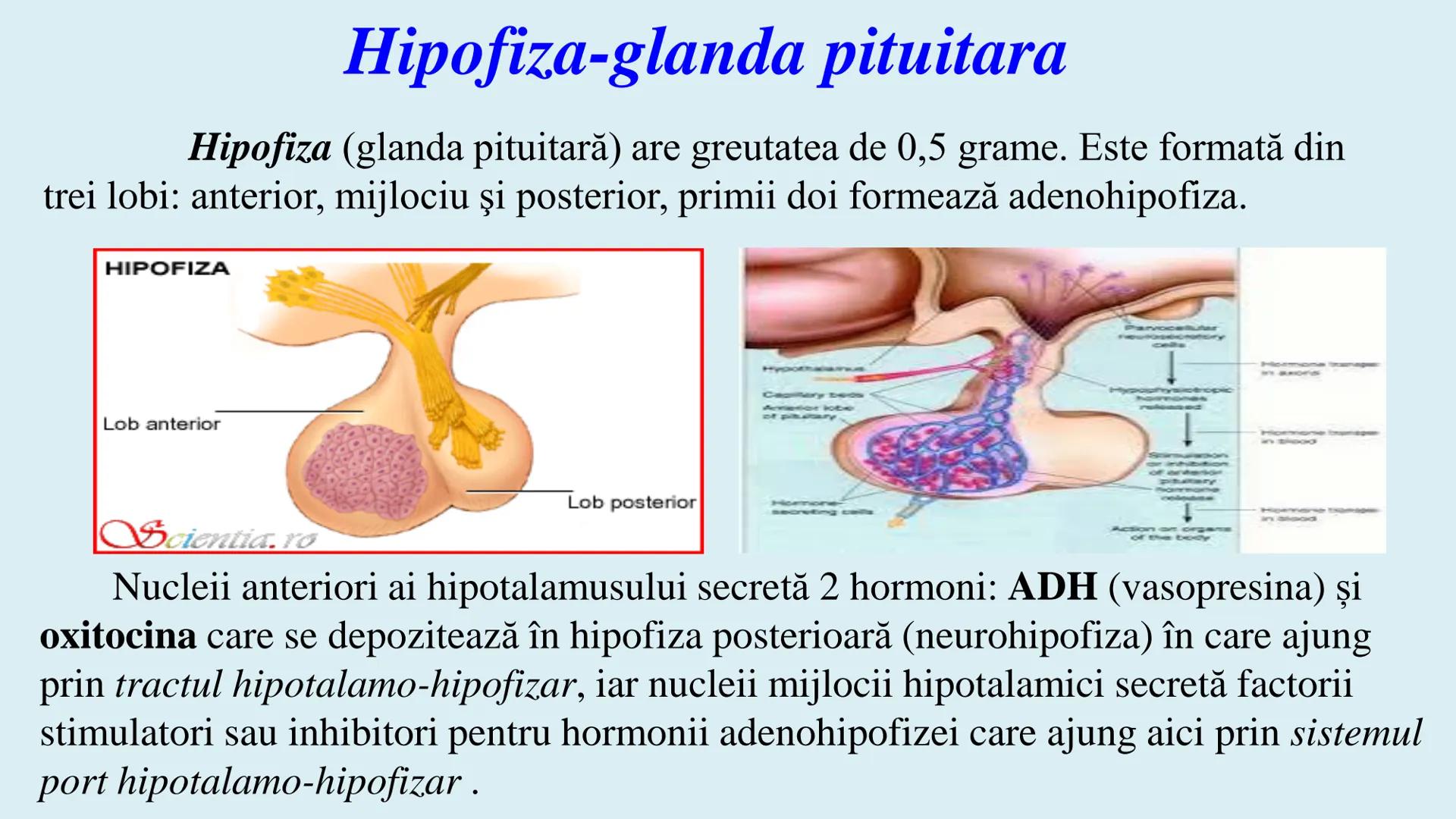 # BACALAUREAT
# ANATOMIE ŞI FIZIOLOGIE UMANĂ
# SISTEMUL ENDOCRIN •
Sistemul endocrin reprezintă
totalitatea glandelor endocrine
din corp.