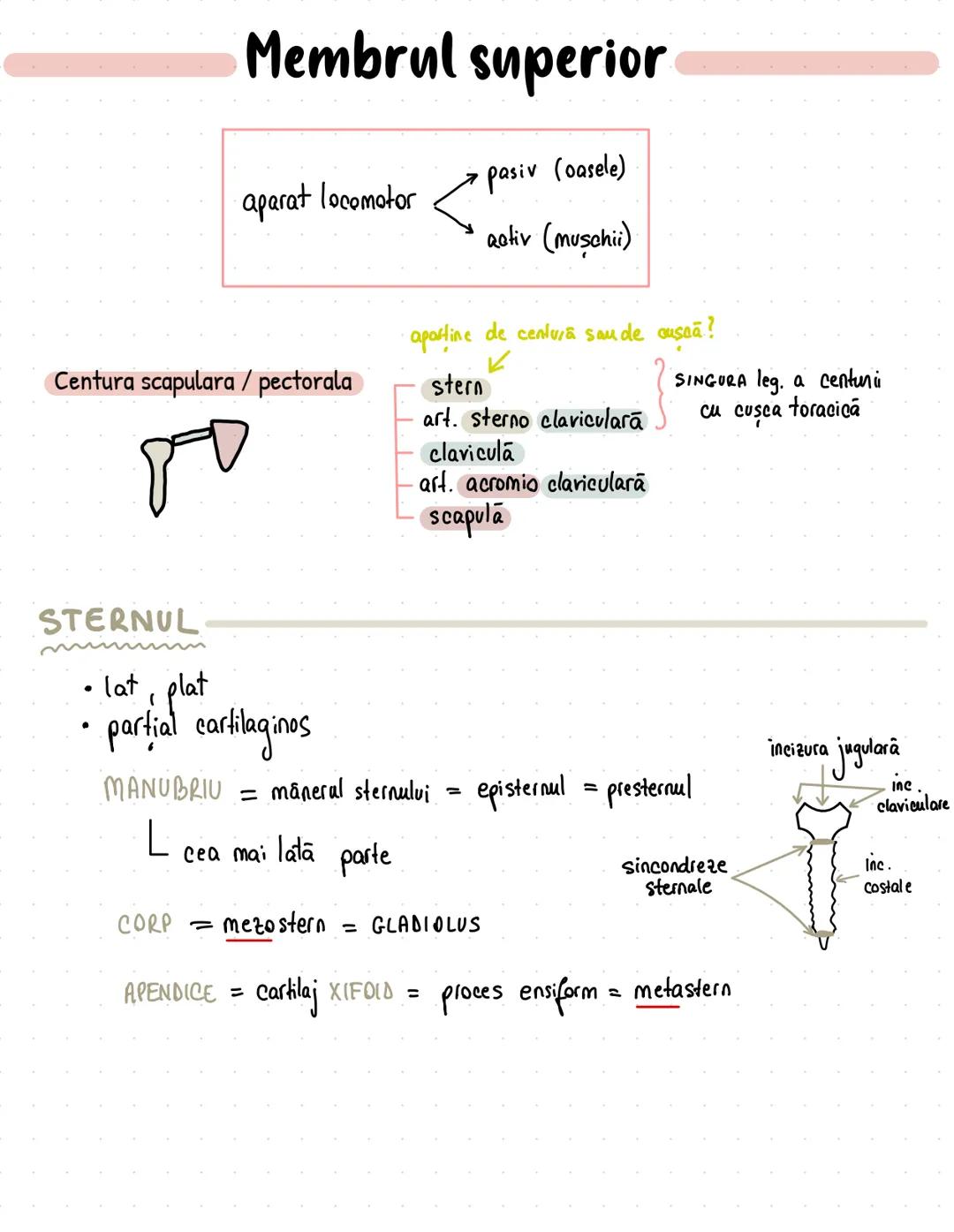 --- OCR Start ---
Membrul superior
pasiv (oasele)
aparat locomotor
activ (muşchii)
apartine de centura sau de ousaa?
Centura scapulara / pec