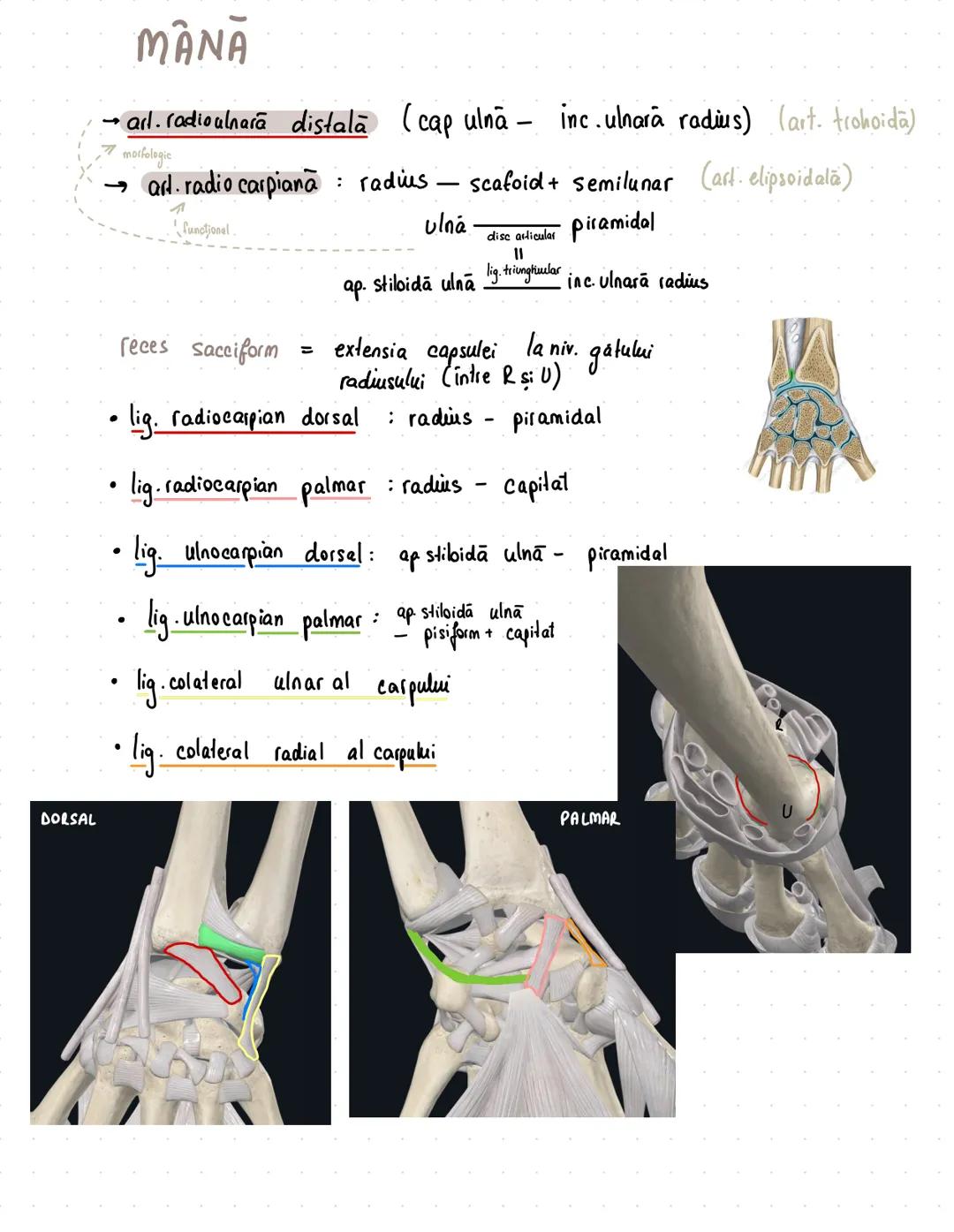 --- OCR Start ---
Membrul superior
pasiv (oasele)
aparat locomotor
activ (muşchii)
apartine de centura sau de ousaa?
Centura scapulara / pec